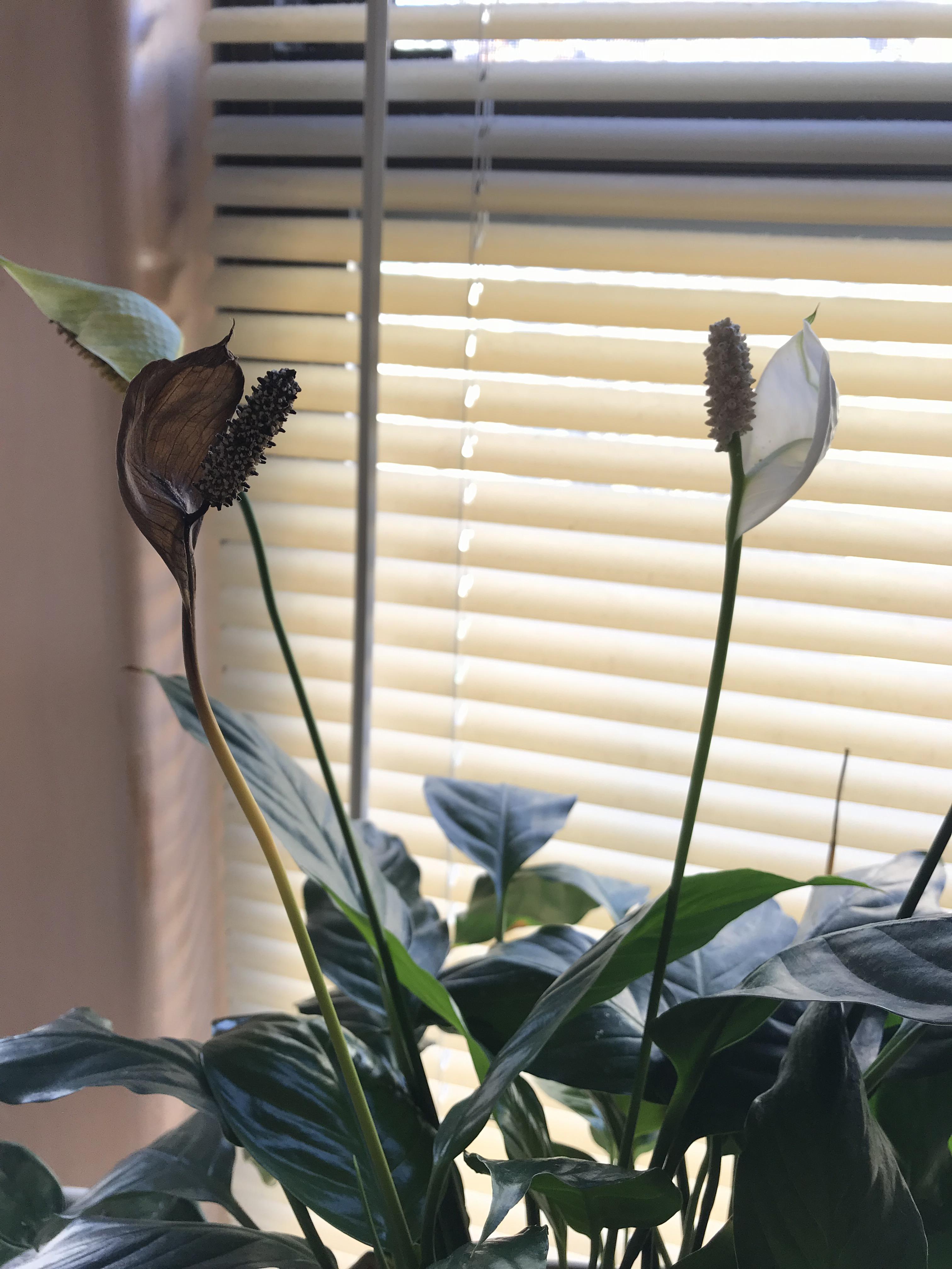 Browning stem from Peace Lily why does this happen? Does anyone know