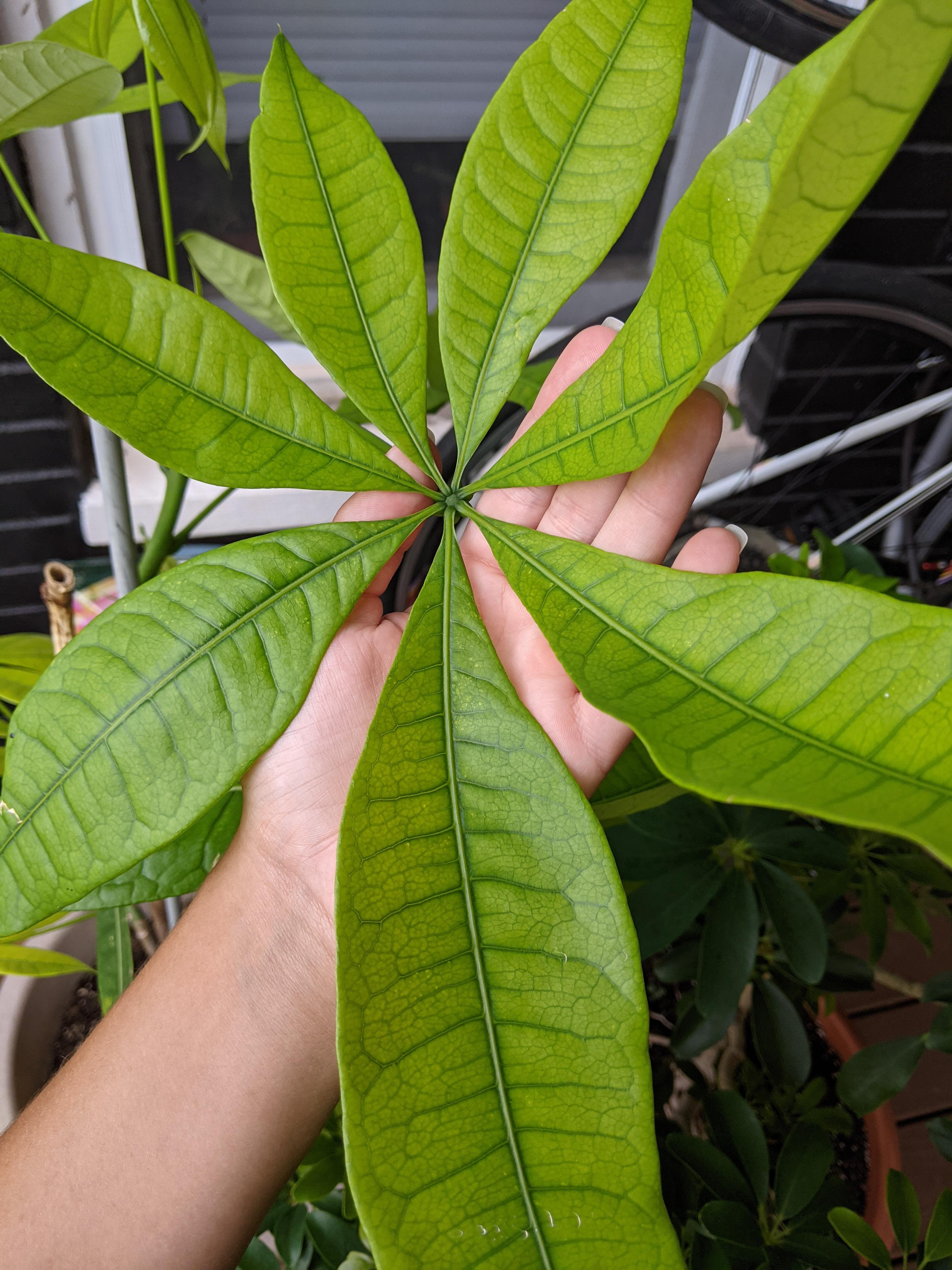 Given an almost dead Money Tree this spring, I managed to bring it back