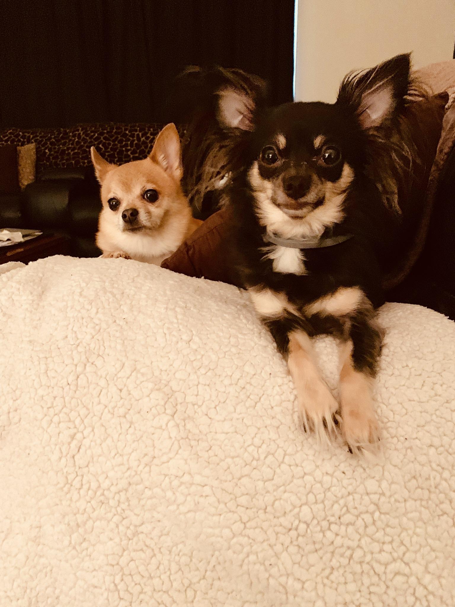 My children. ) Chihuahua