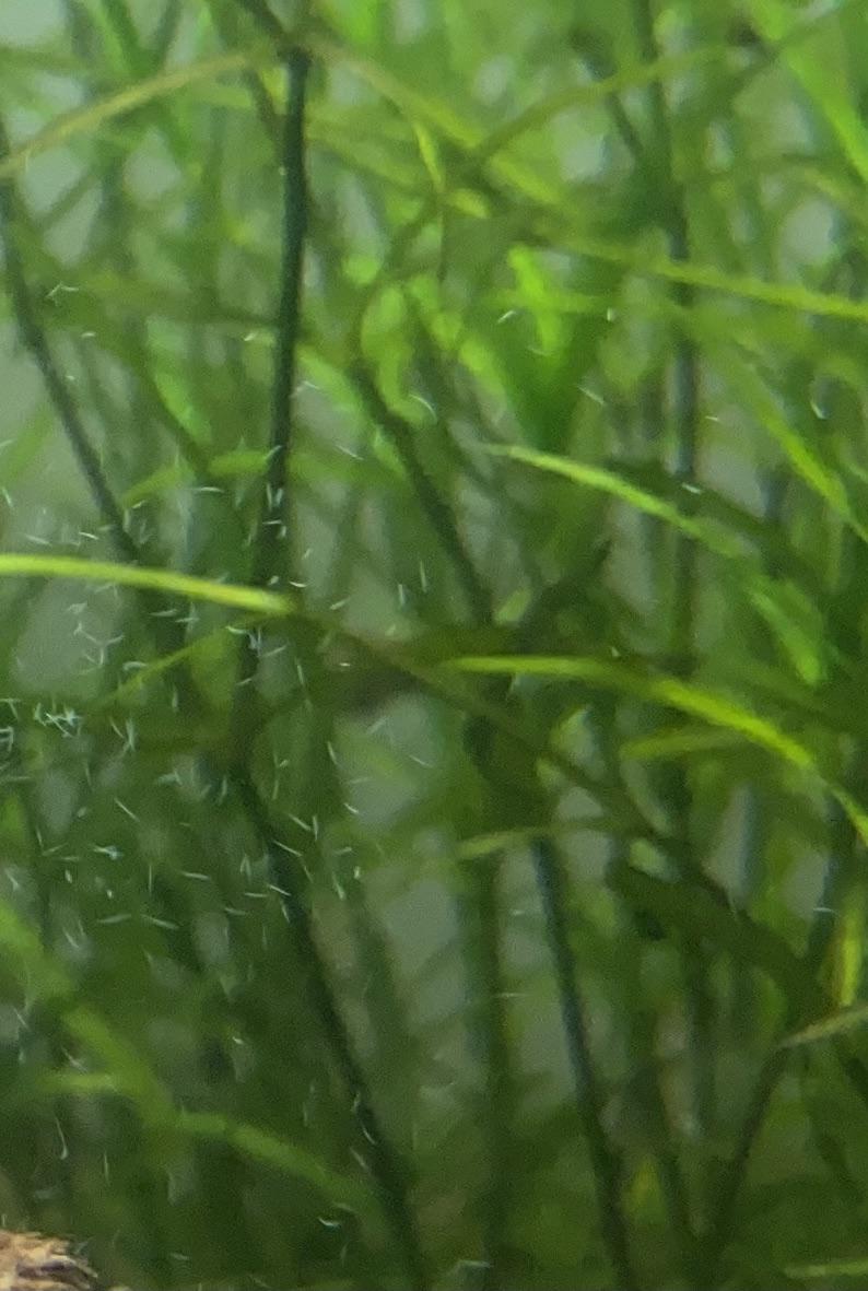 What is this thin white fuzz in my aquarium and how to get rid of it