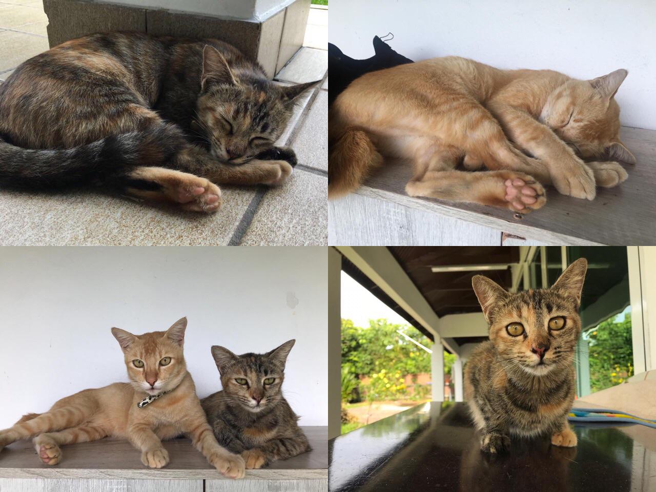 hey bruneians, so i leaving brunei soon and this two cats have been