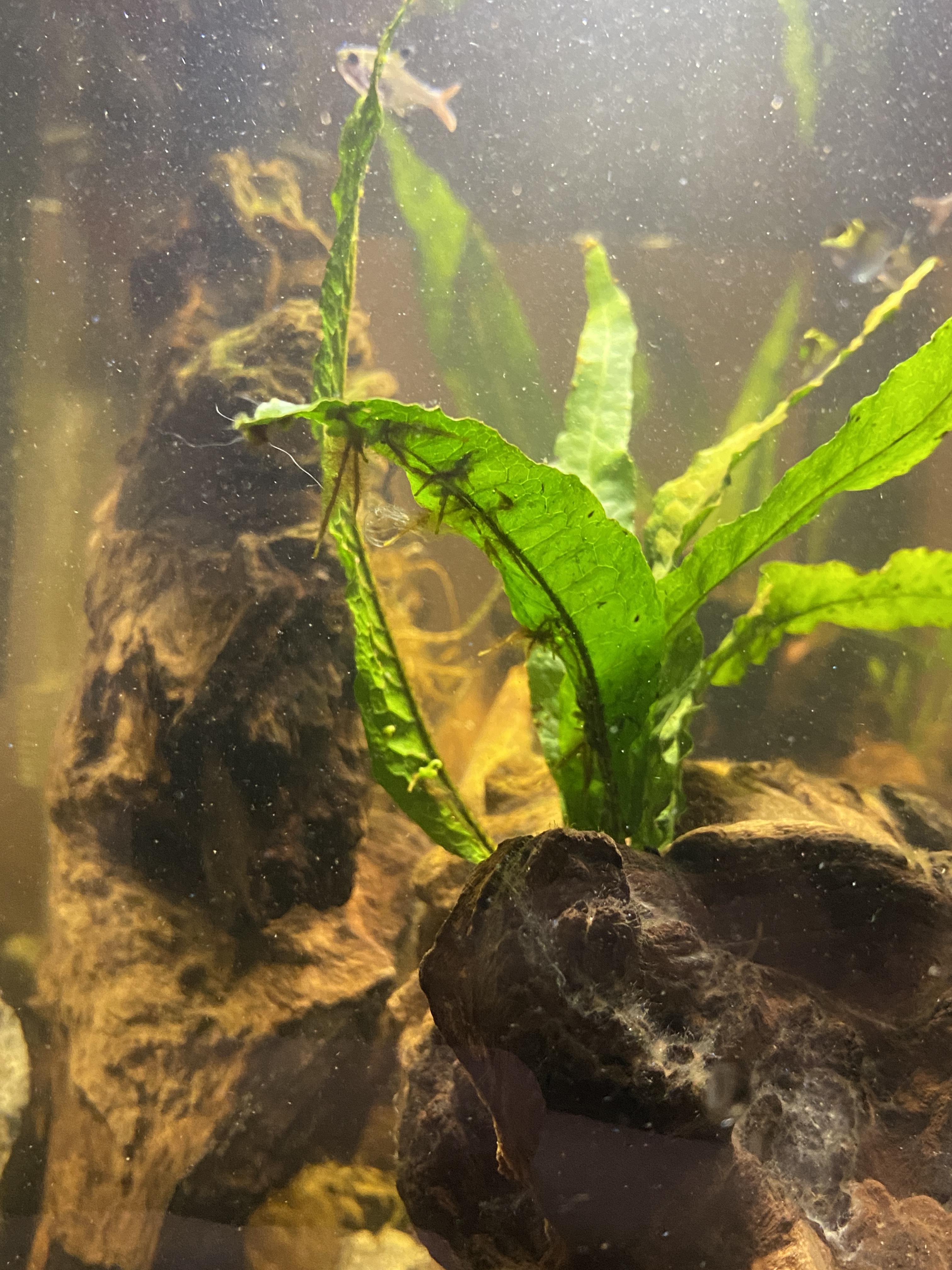 Is my Java Fern okay? Is this algea of part of the plant? r/Aquariums