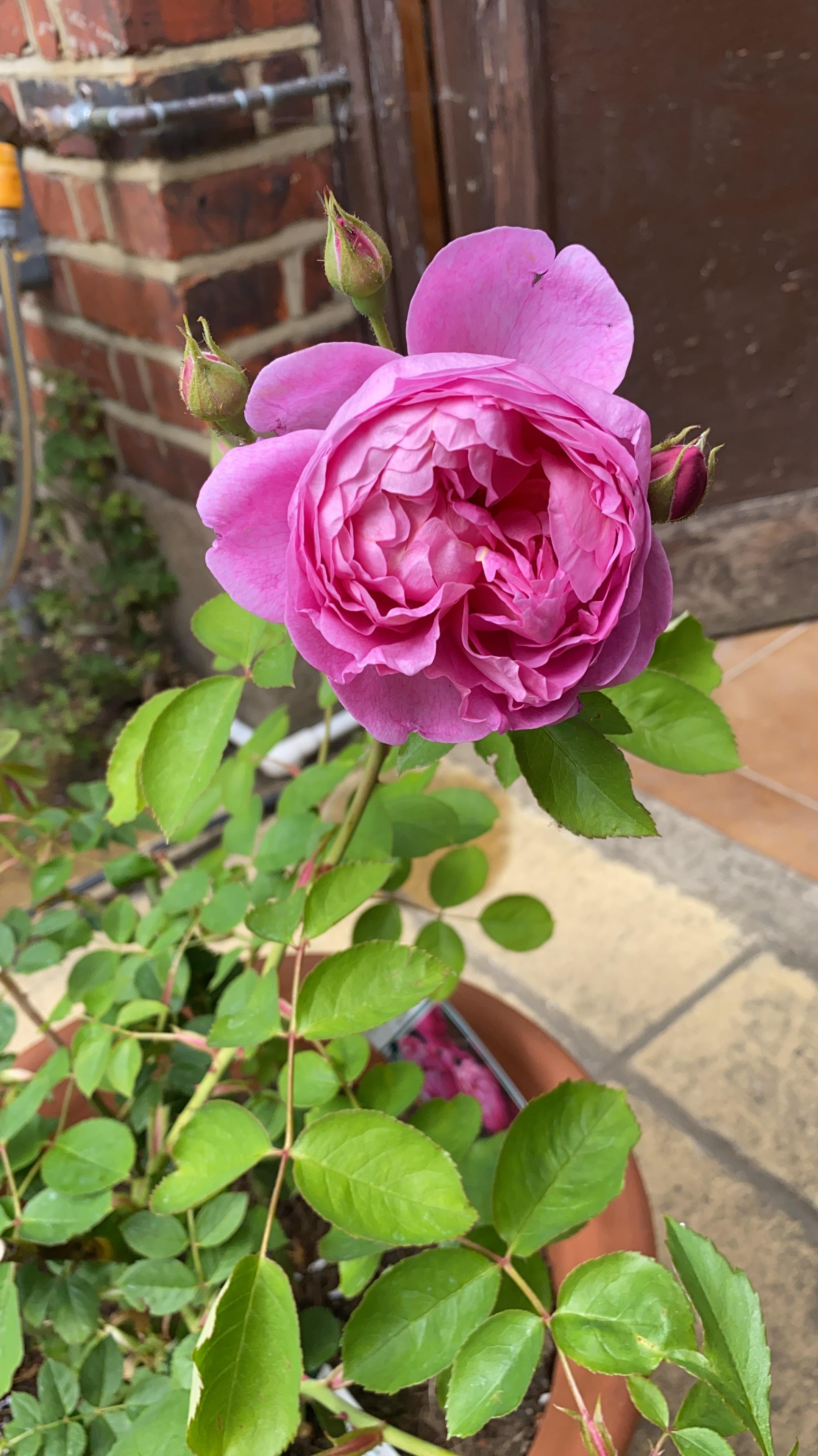 My Royal Jubilee roses are finally opening up what a joy, and the smell