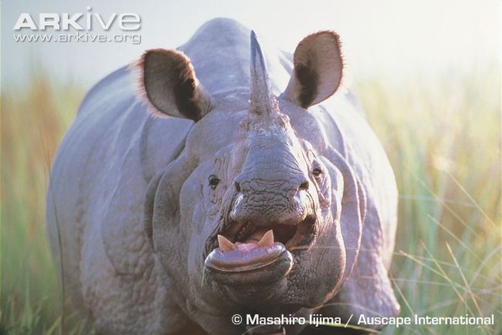 Rhinoceros' horns are long, keratinous structures whose purpose is