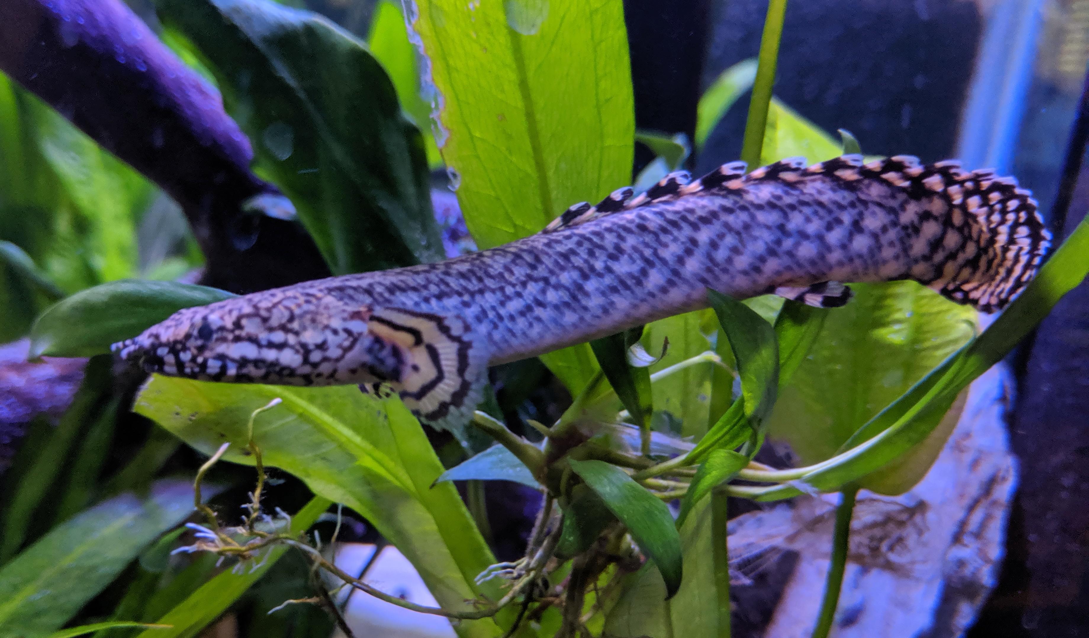 Growing up fast! Baby Ornate bichir r/Aquariums