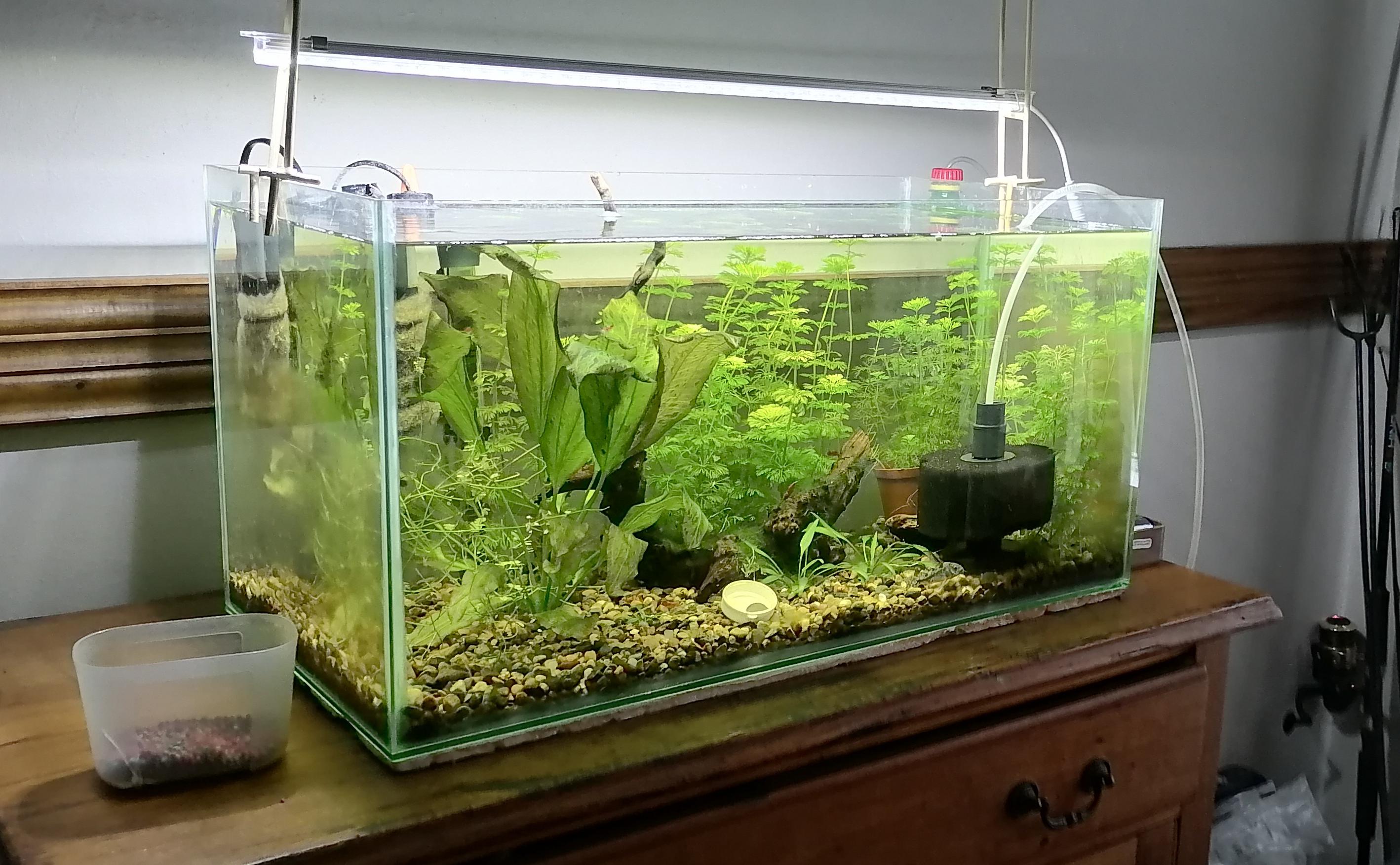 My fully planted cherry shrimp breeding tank r/PlantedTank