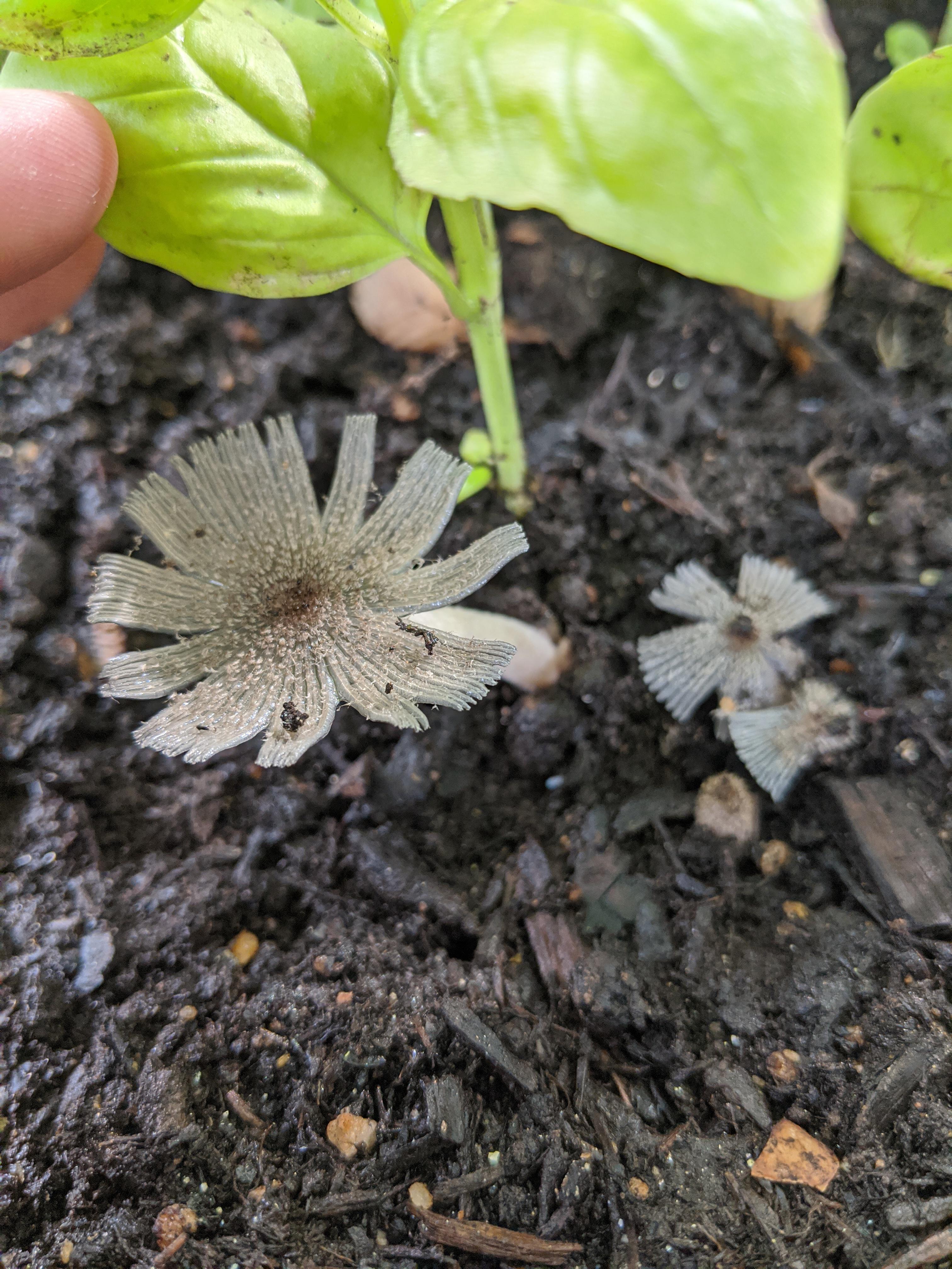 Found this little guy growing in my herb garden! What is it? r/mushroomID