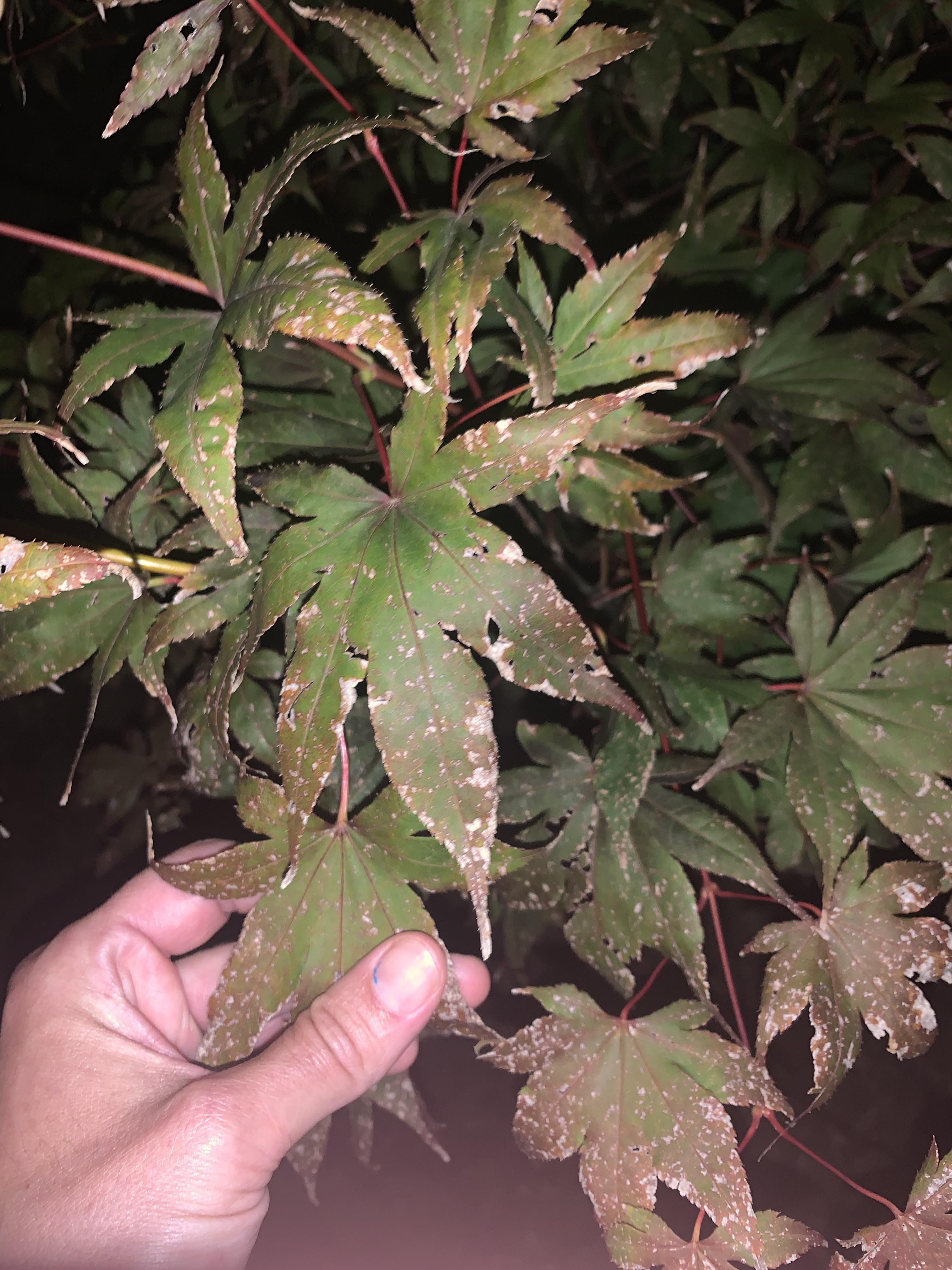 Any idea what these spots are on my one year old Japanese Maple. Fungus