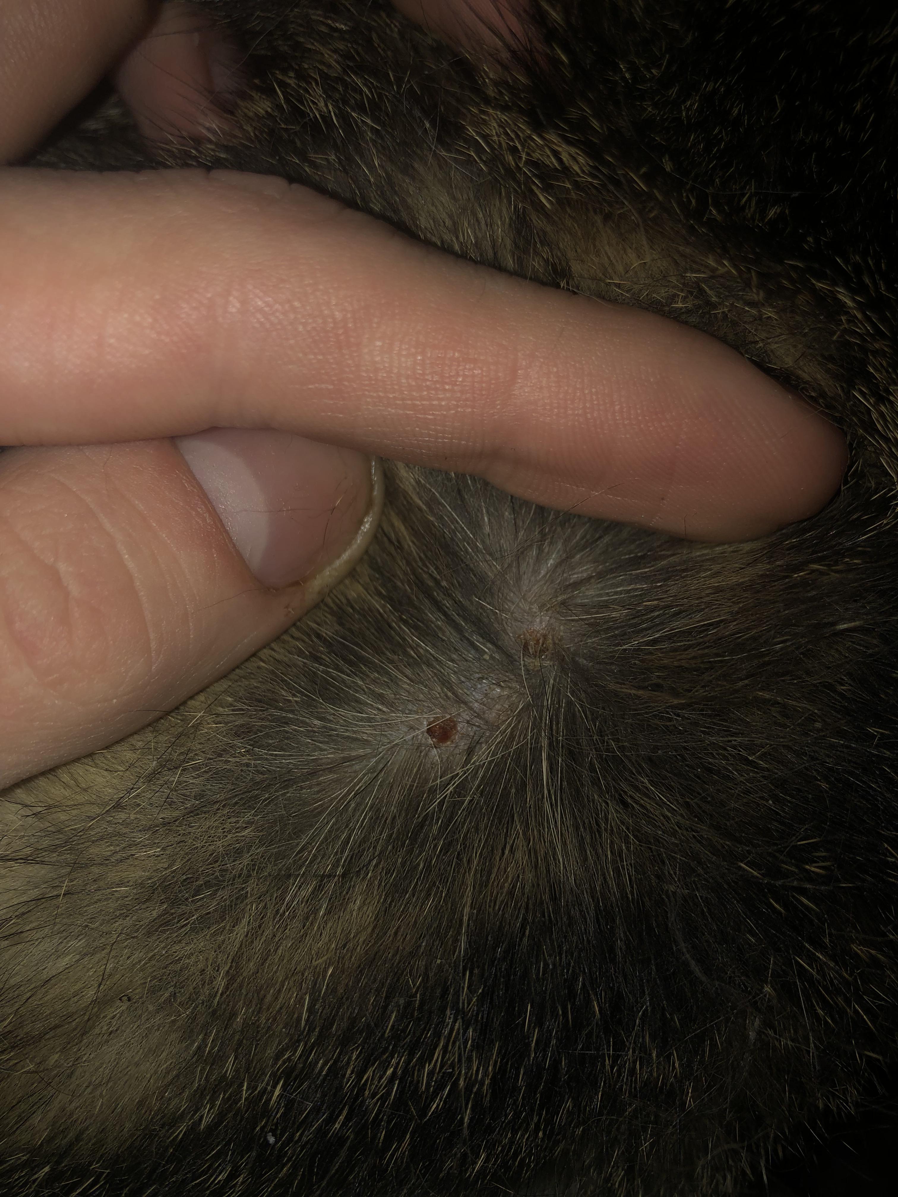 Weird scabs showing up at the base of my cats tail. Does anyone have