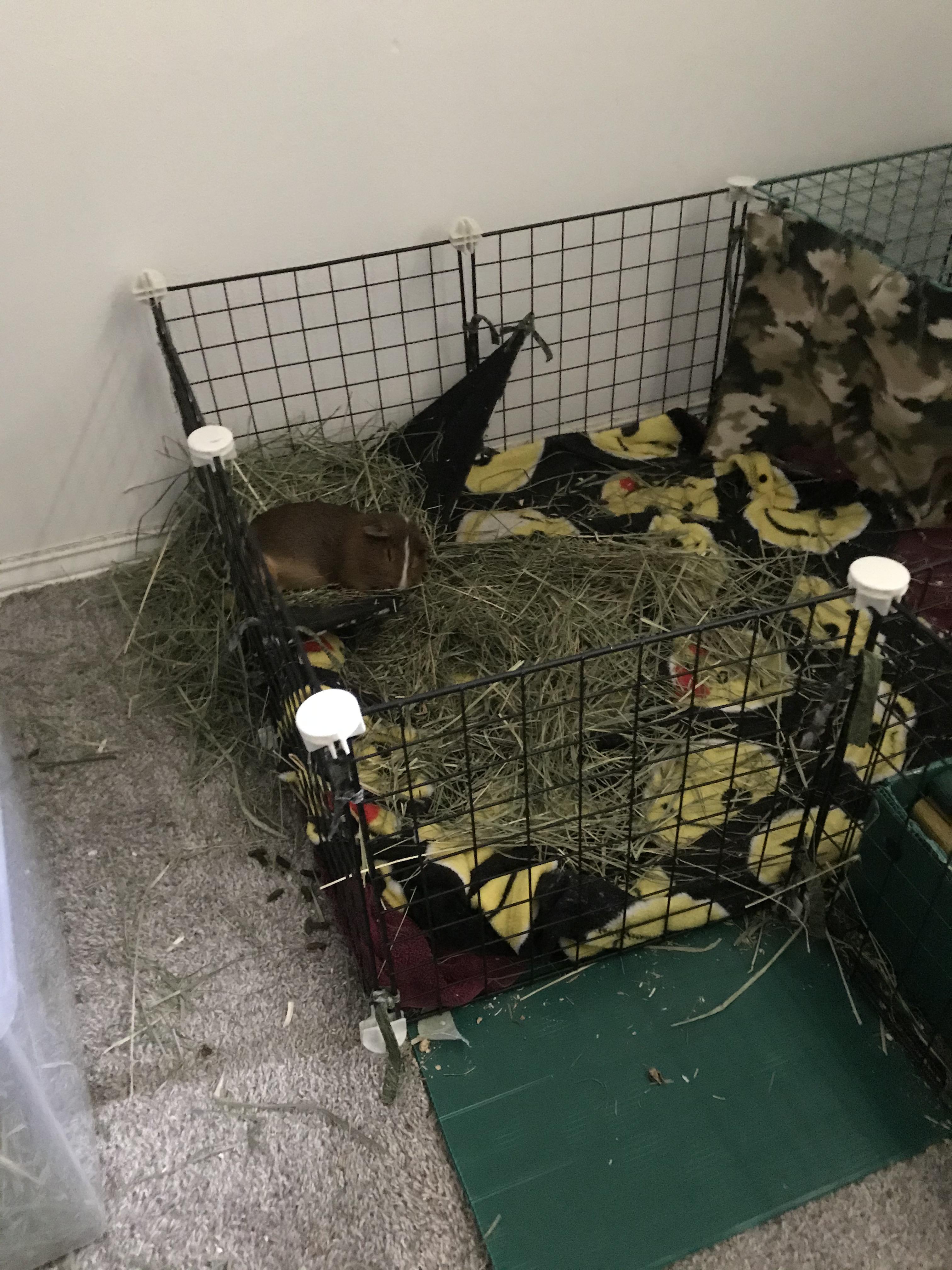 This is the reality of a makeshift cage setup and two days of migraines