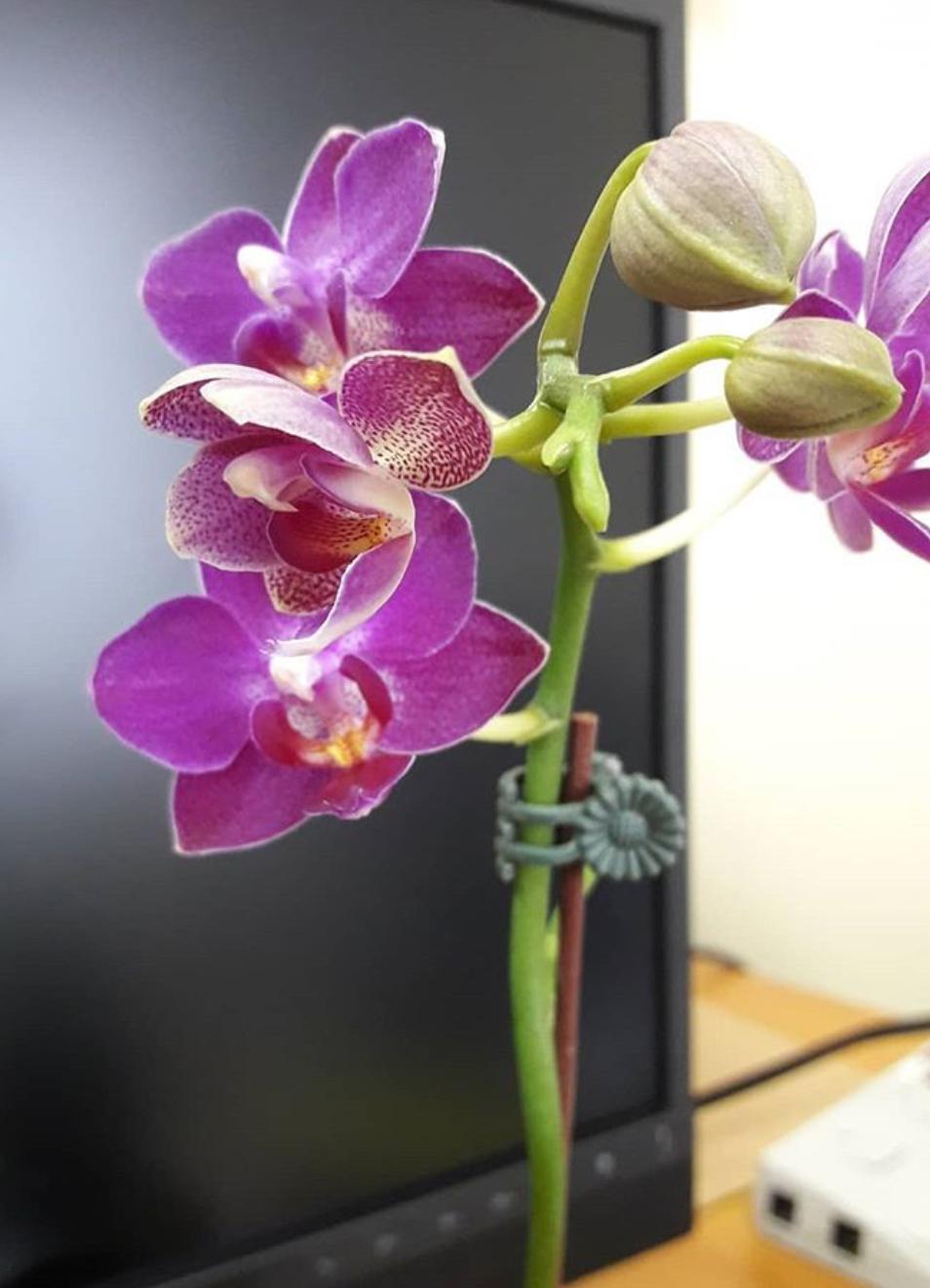 Could a change of environment cause a bud to bloom prematurely? It’s