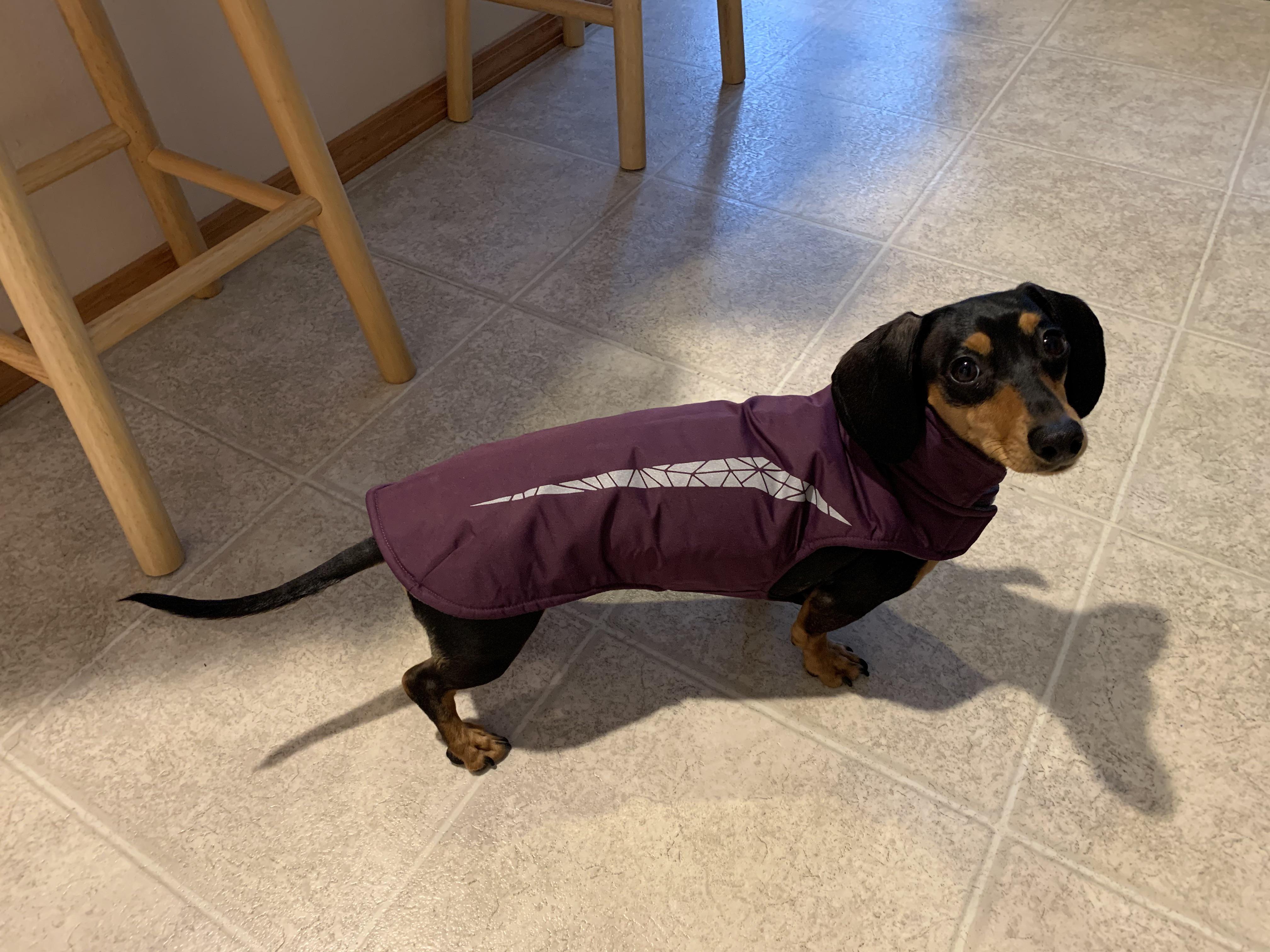 New winter jacket that fits well when going out for walks. r/Dachshund