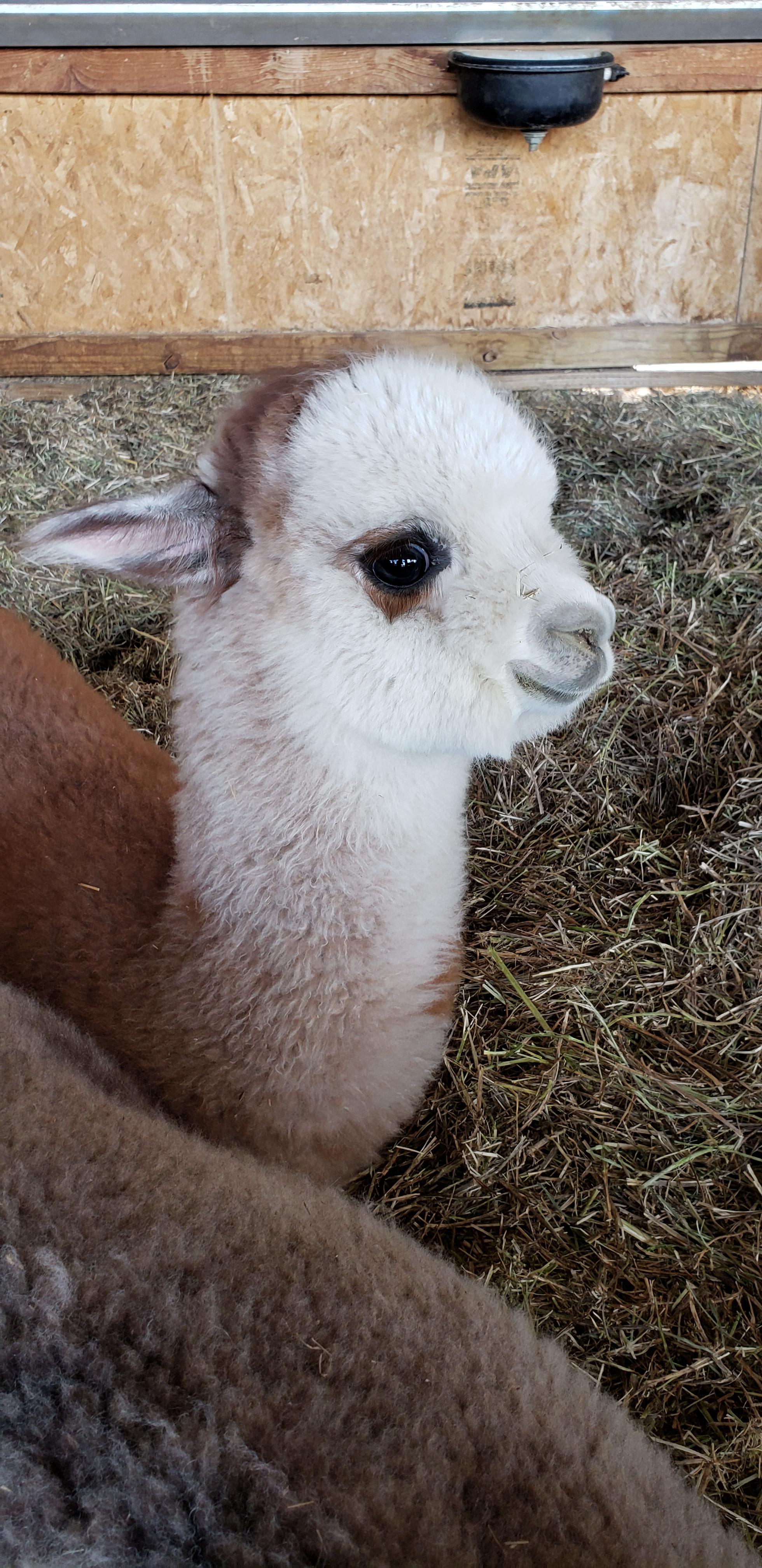 The smallest alpaca r/aww