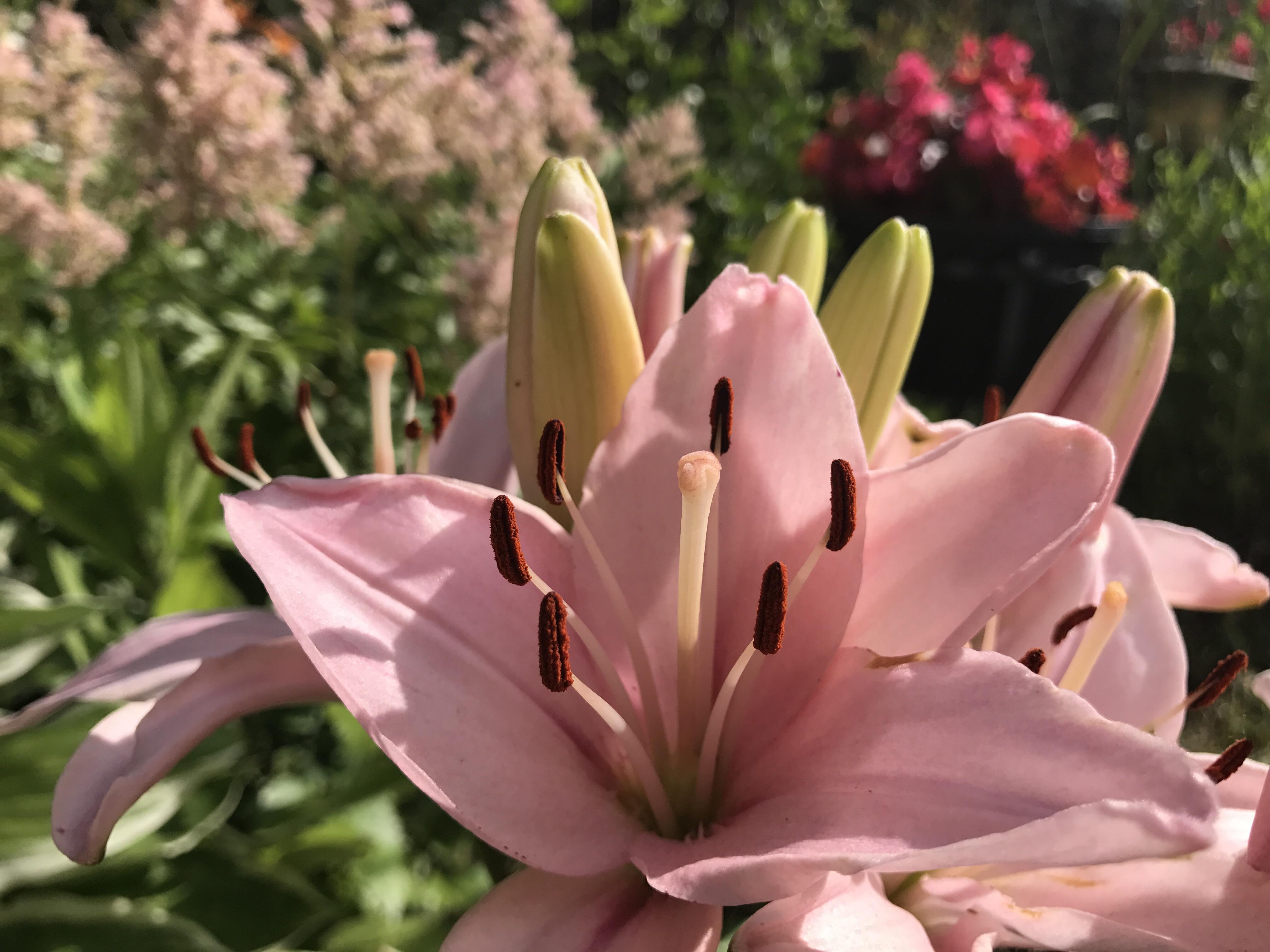 Some flowers in northern Michigan r/marijuanaenthusiasts