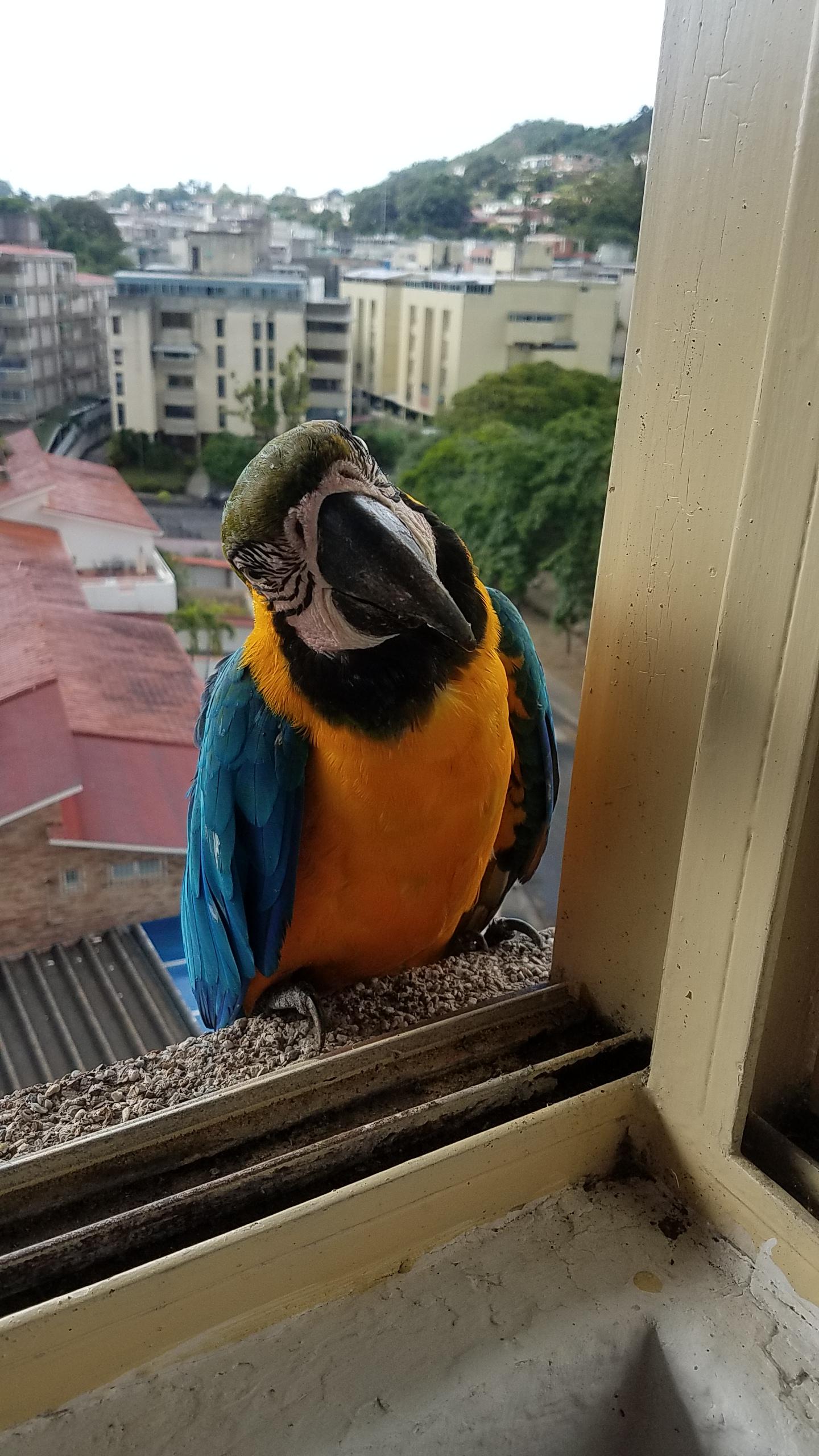 Wild macaws occasionally show up at my windowsill. Is there anywhere I