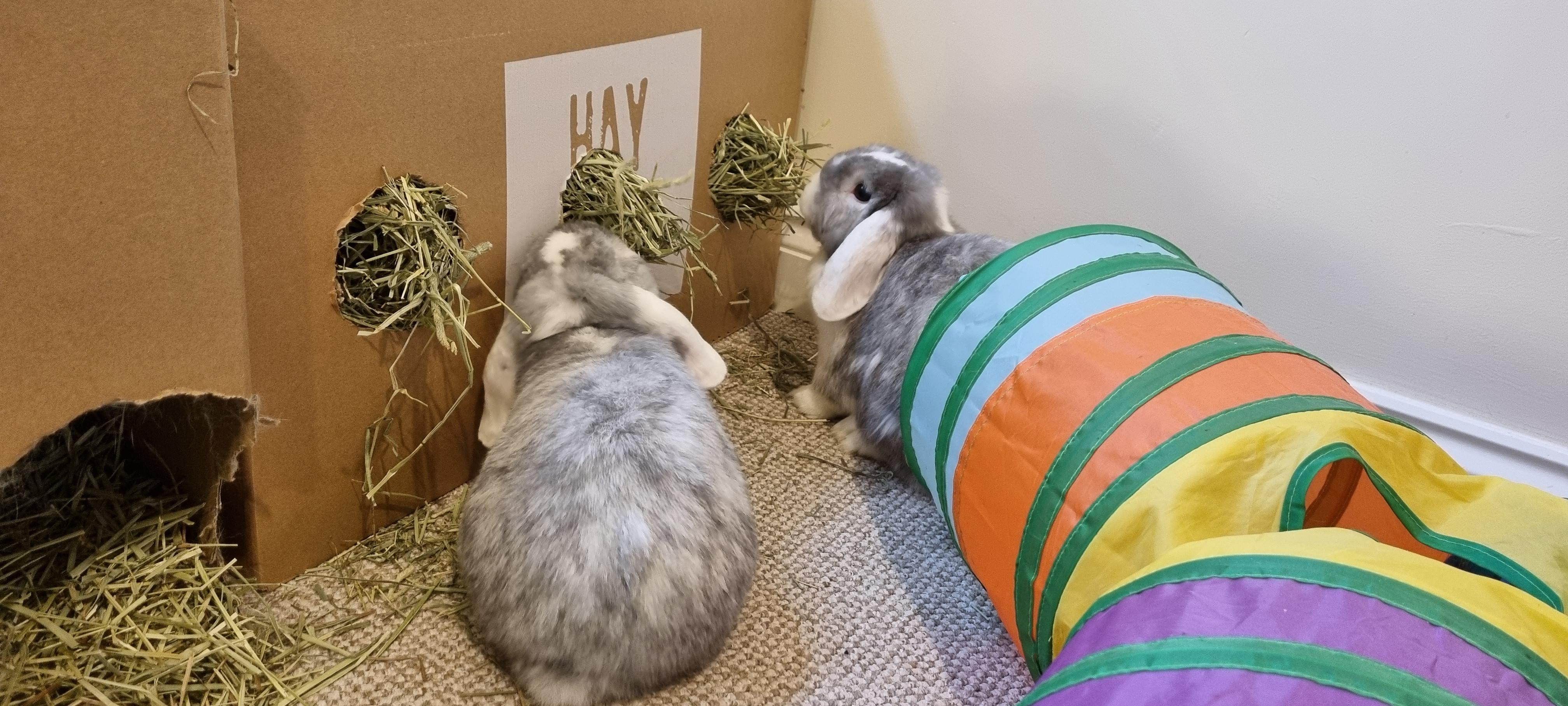 Homemade Hay Feeder r/Rabbits