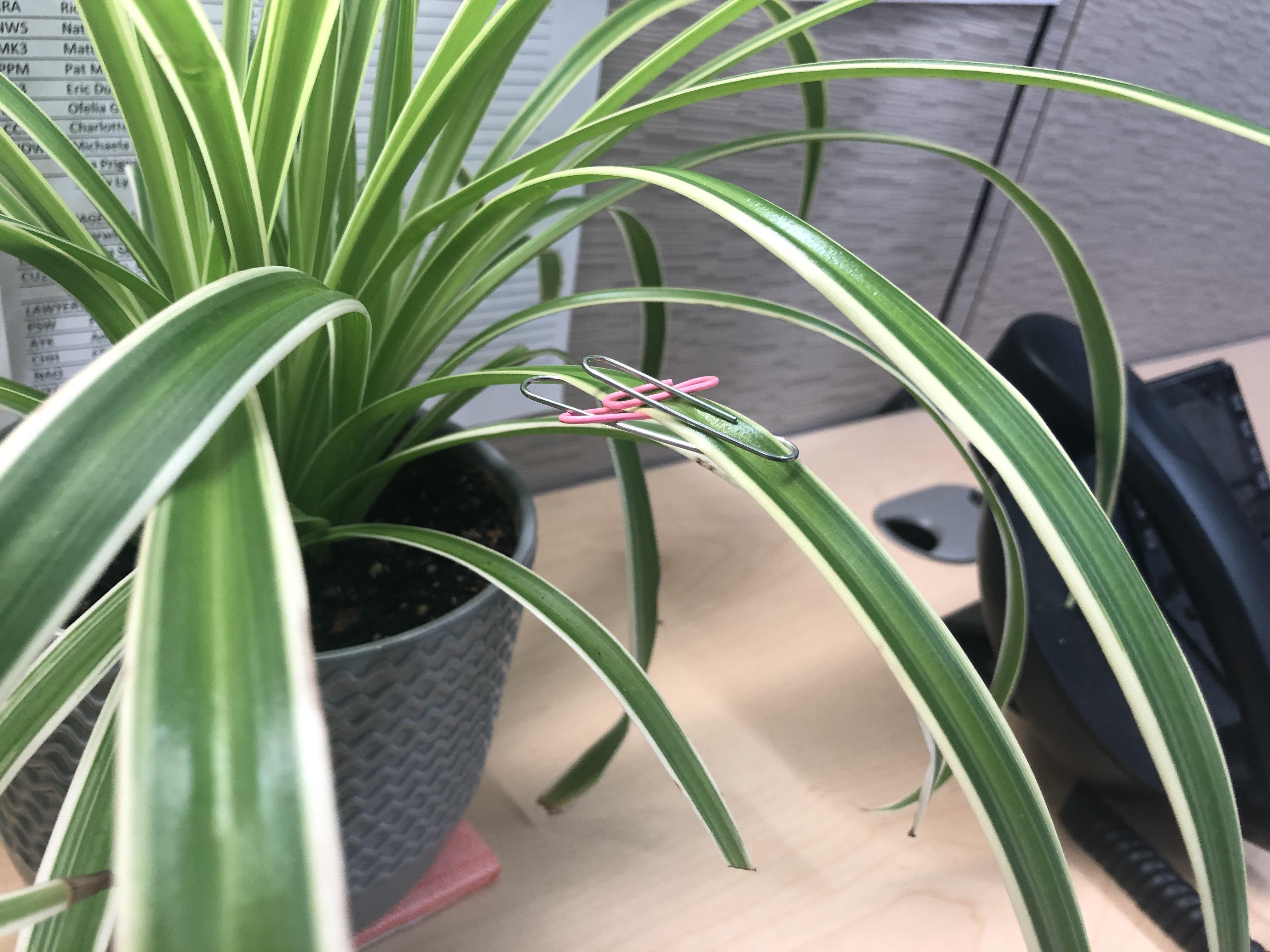 I realizes that I could ‘correct’ my spider plant’s bent leaves using