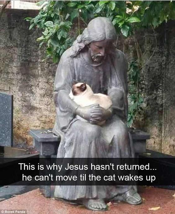 This comfortable kitty looked right at home in the arms of a Jesus