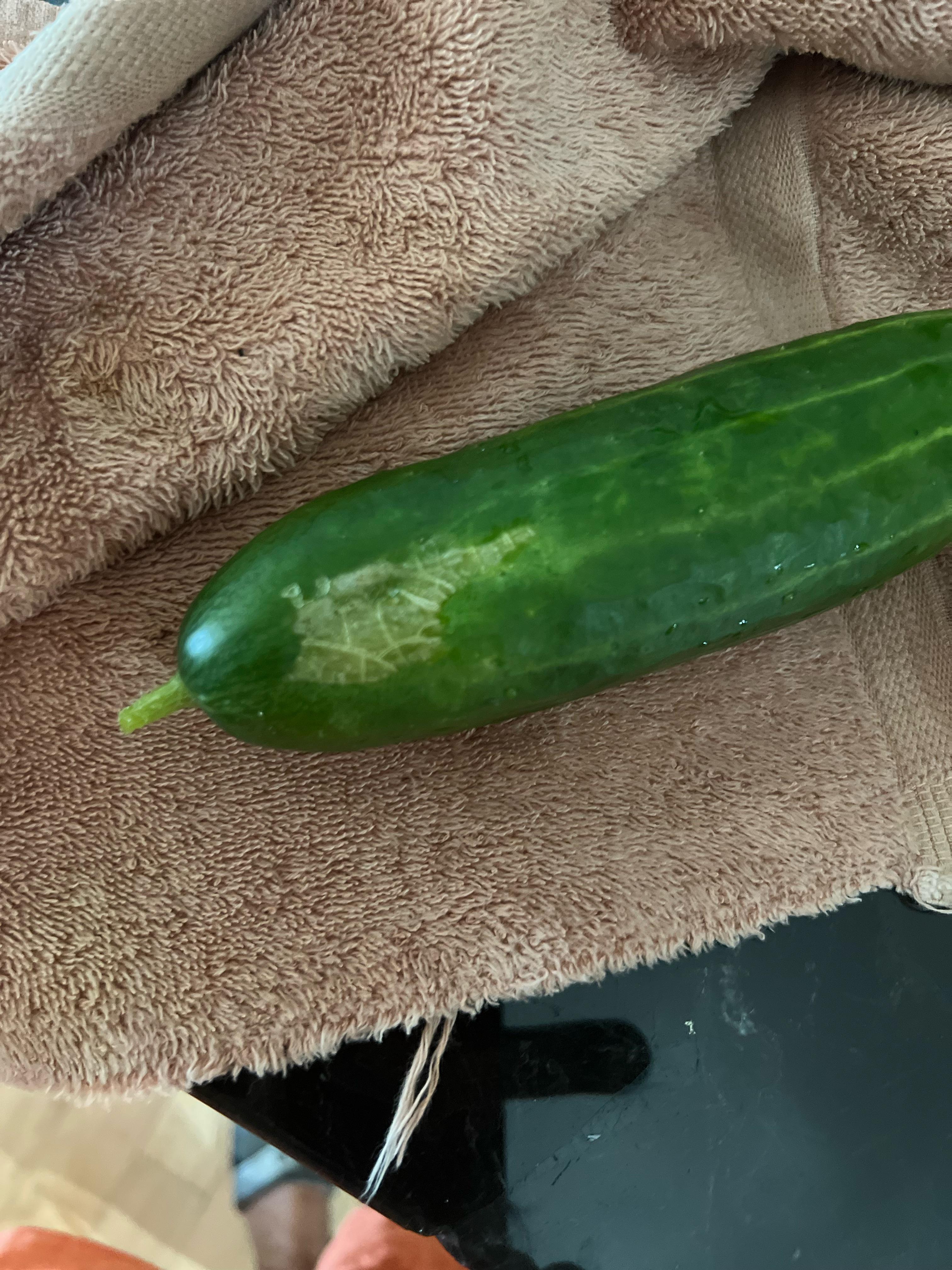 Cucumber why do my cucumbers have this gardening