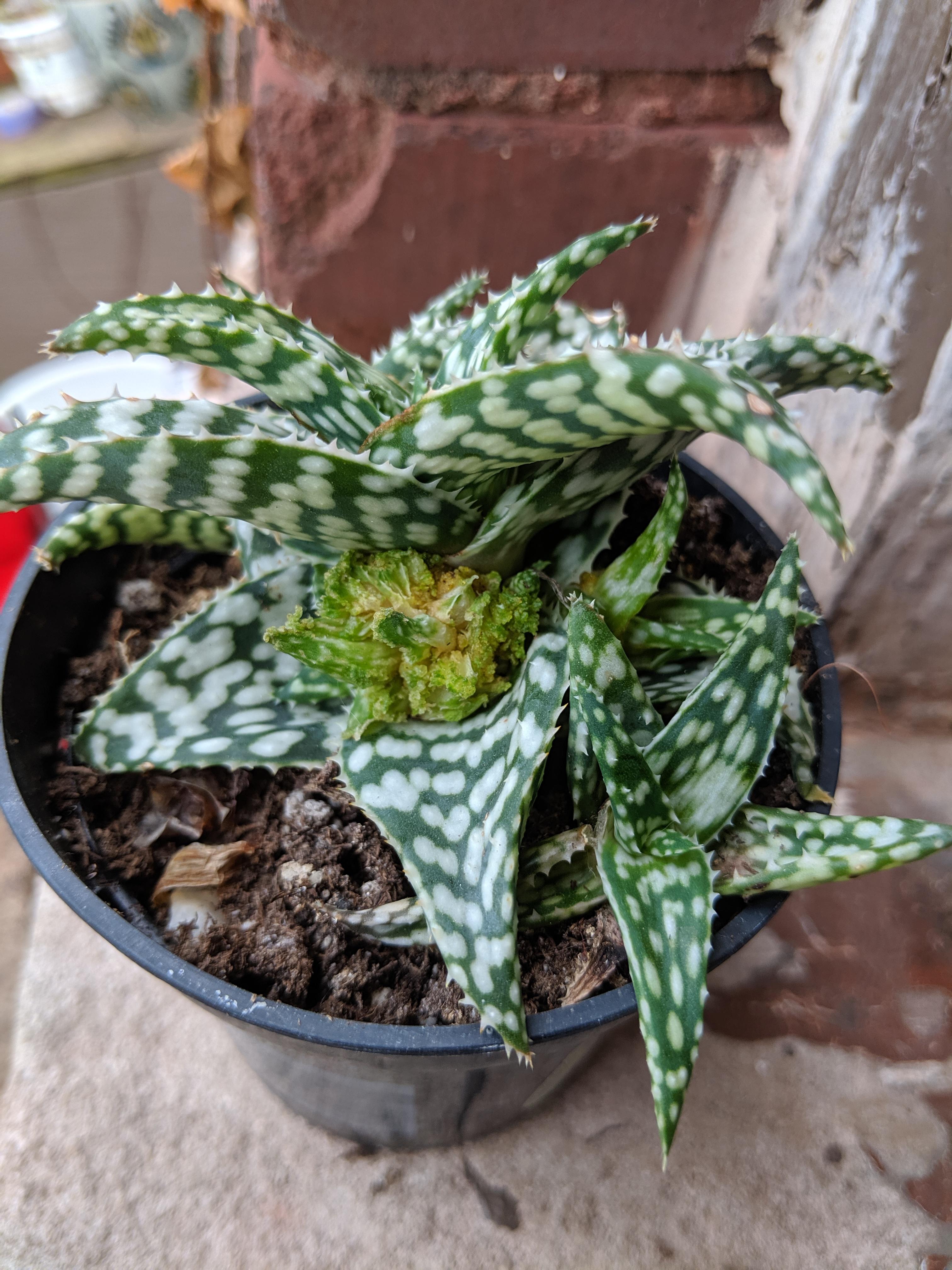 Can succulents get tumors? I discovered this irregular mass growing