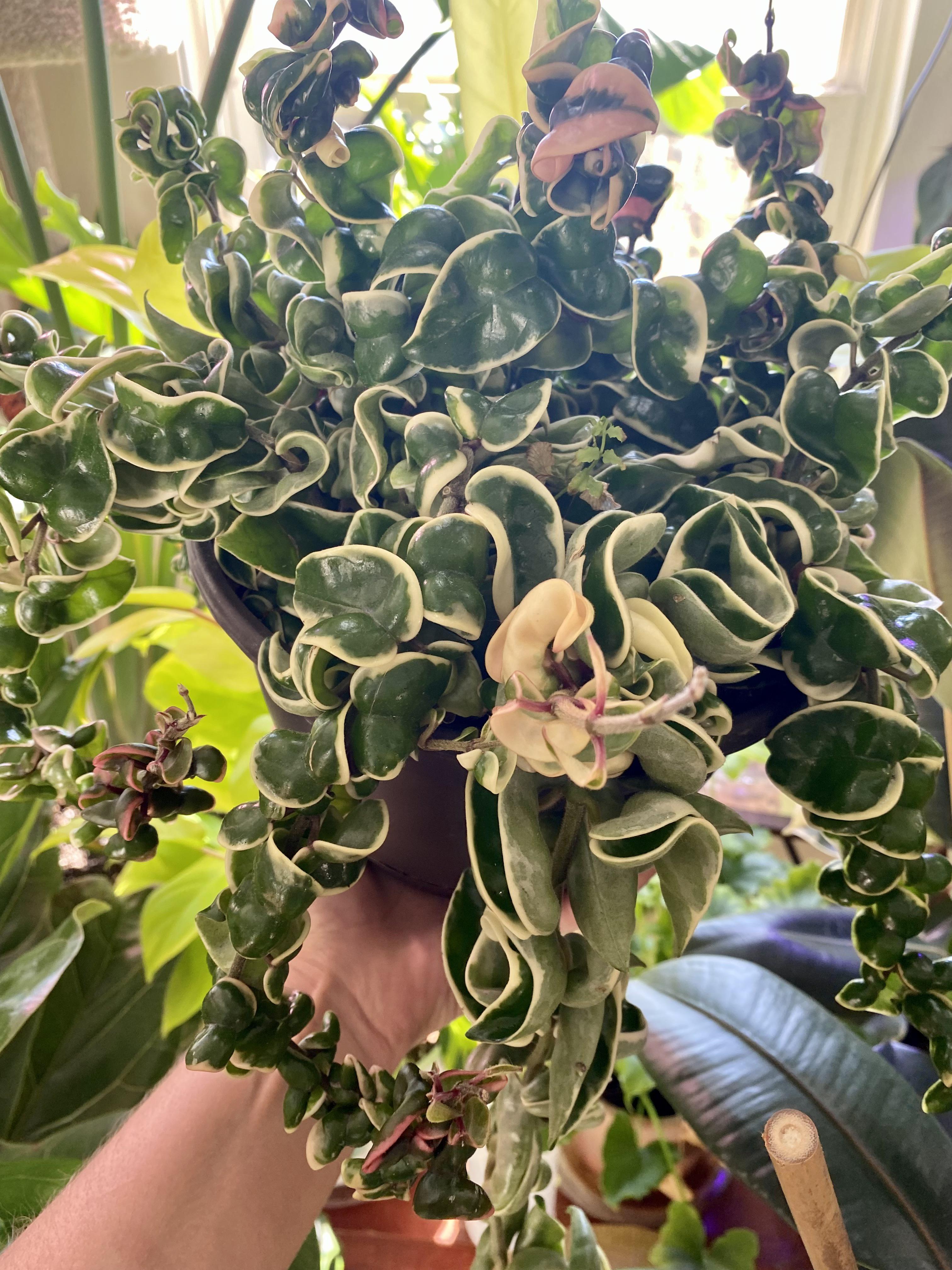 Shout out to the hoya lovers! 💚My Variegated Hindu Rope slowly but