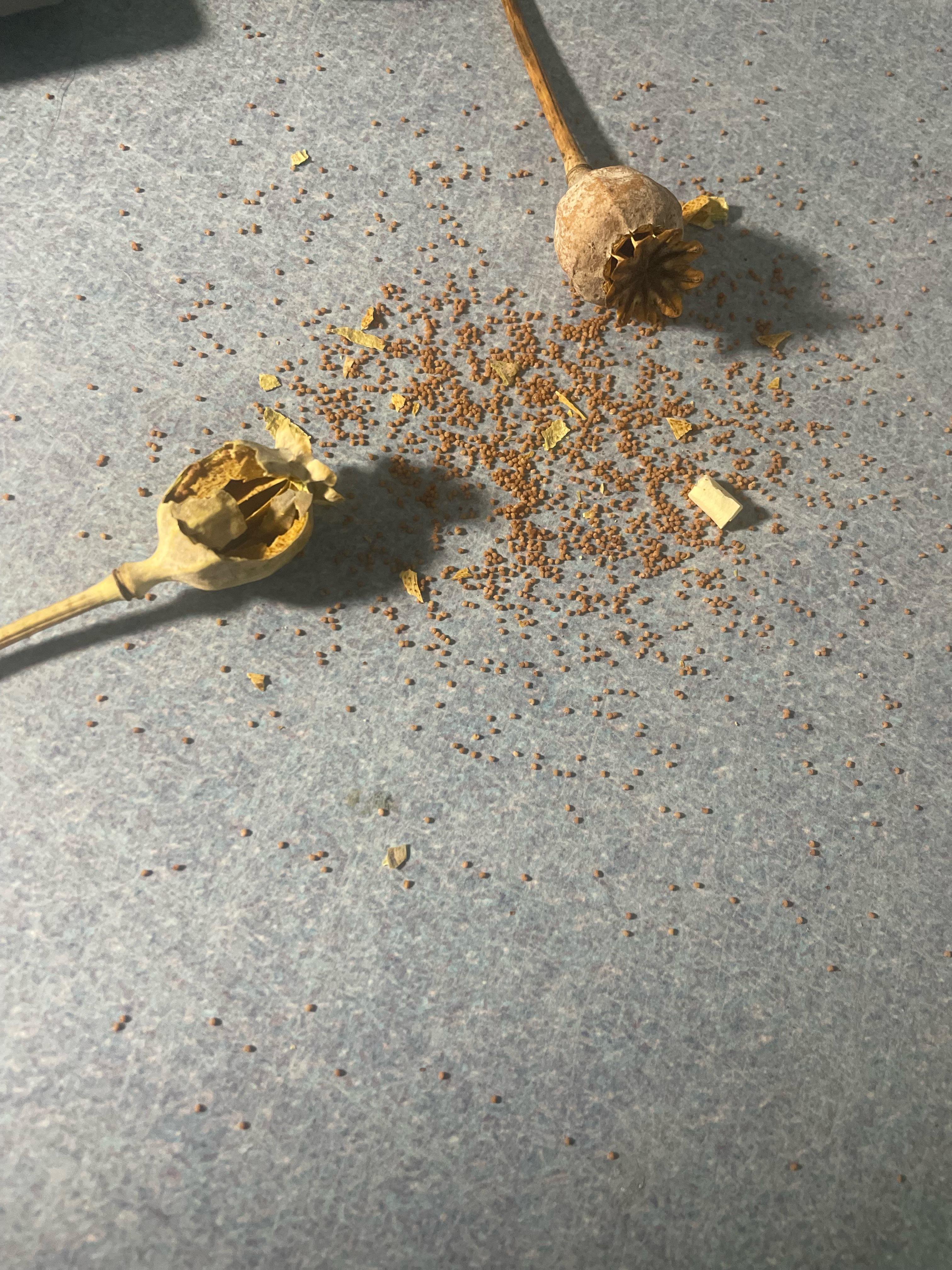 Why are my seeds brown r/PoppyTea