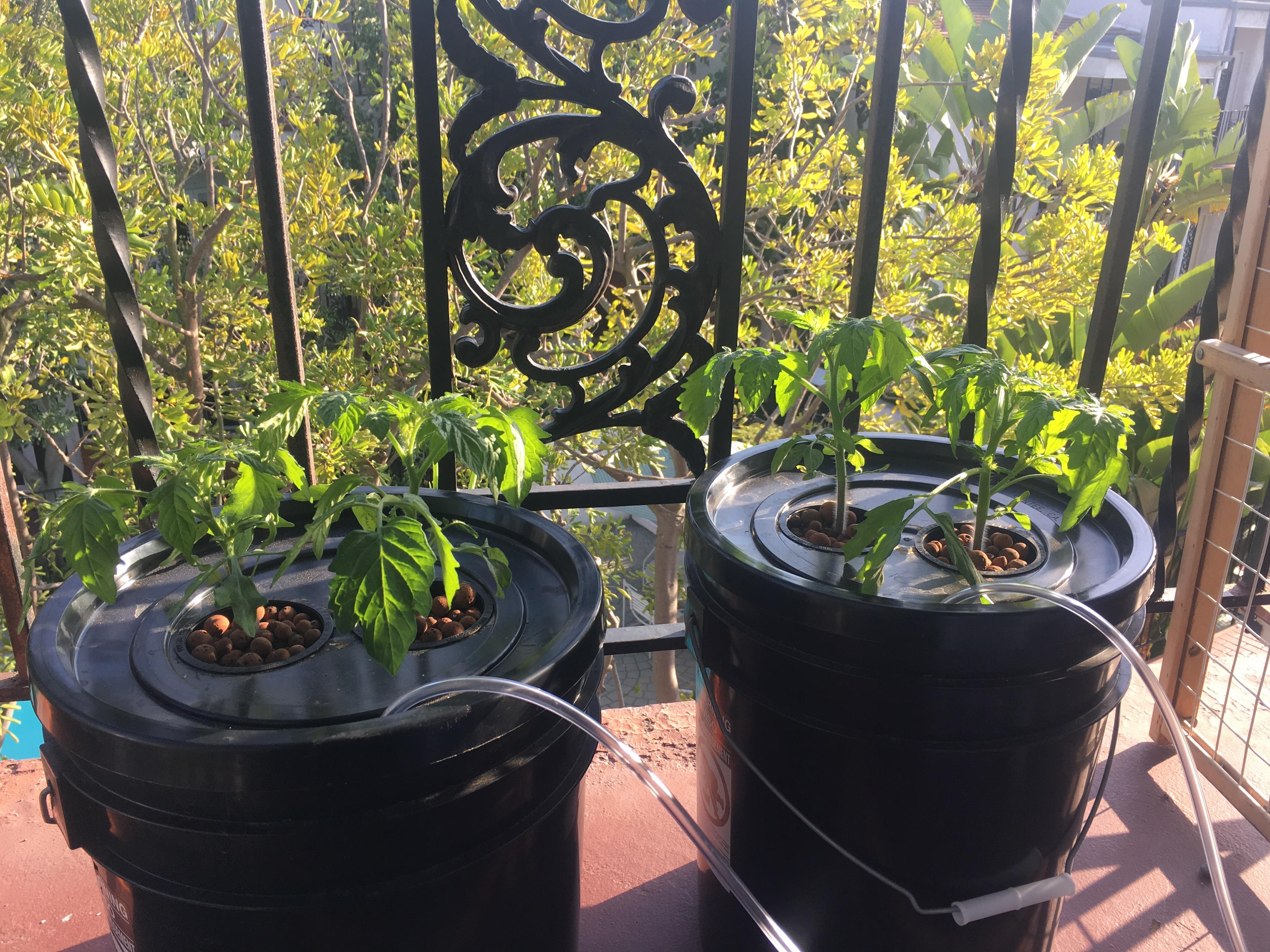 1 month old DWC Tomatoes. Hydroponics