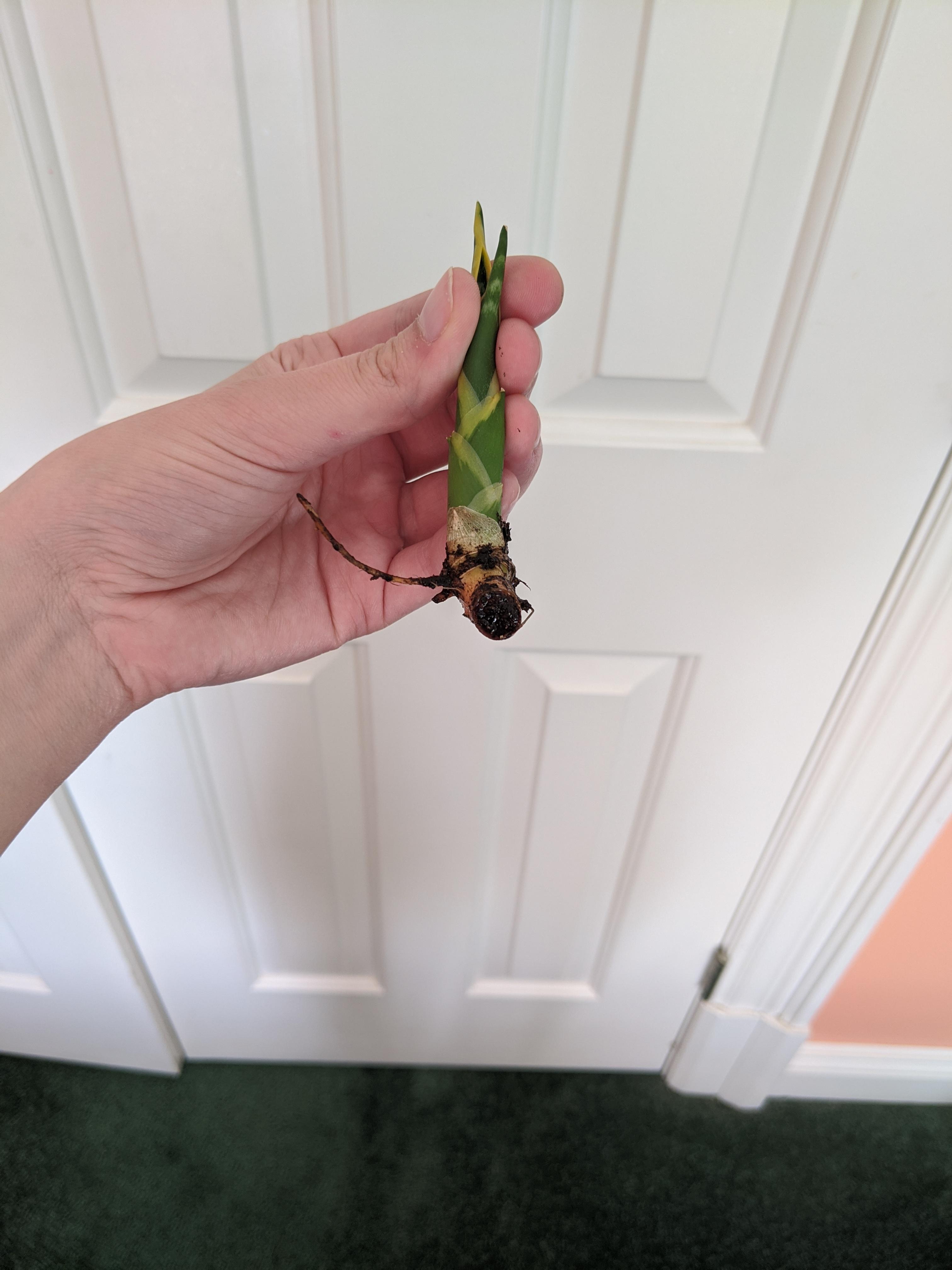 Snake plant pup has not grown for months since putting it in its own