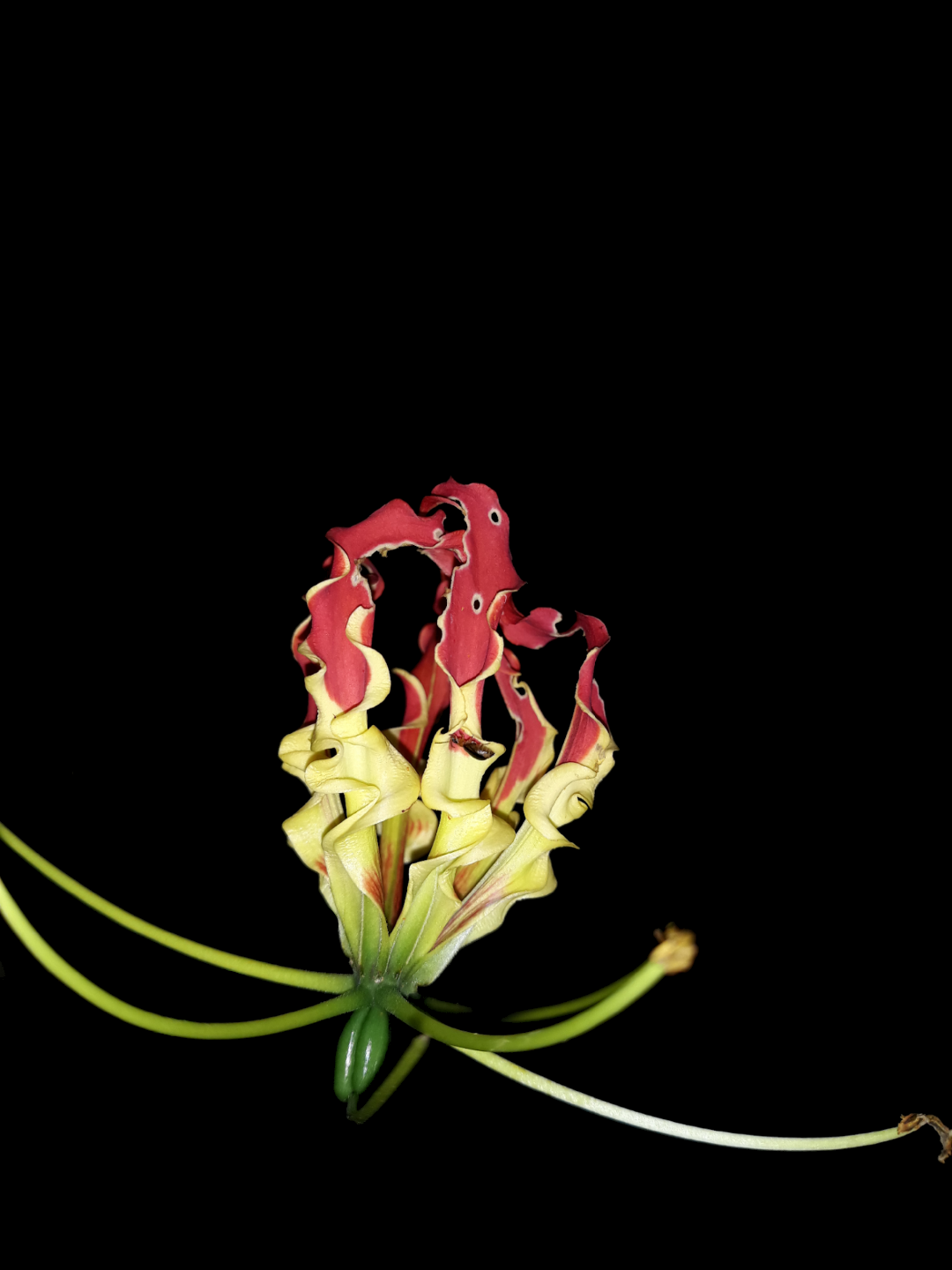 Flame Lily [1080x1440] r/Amoledbackgrounds
