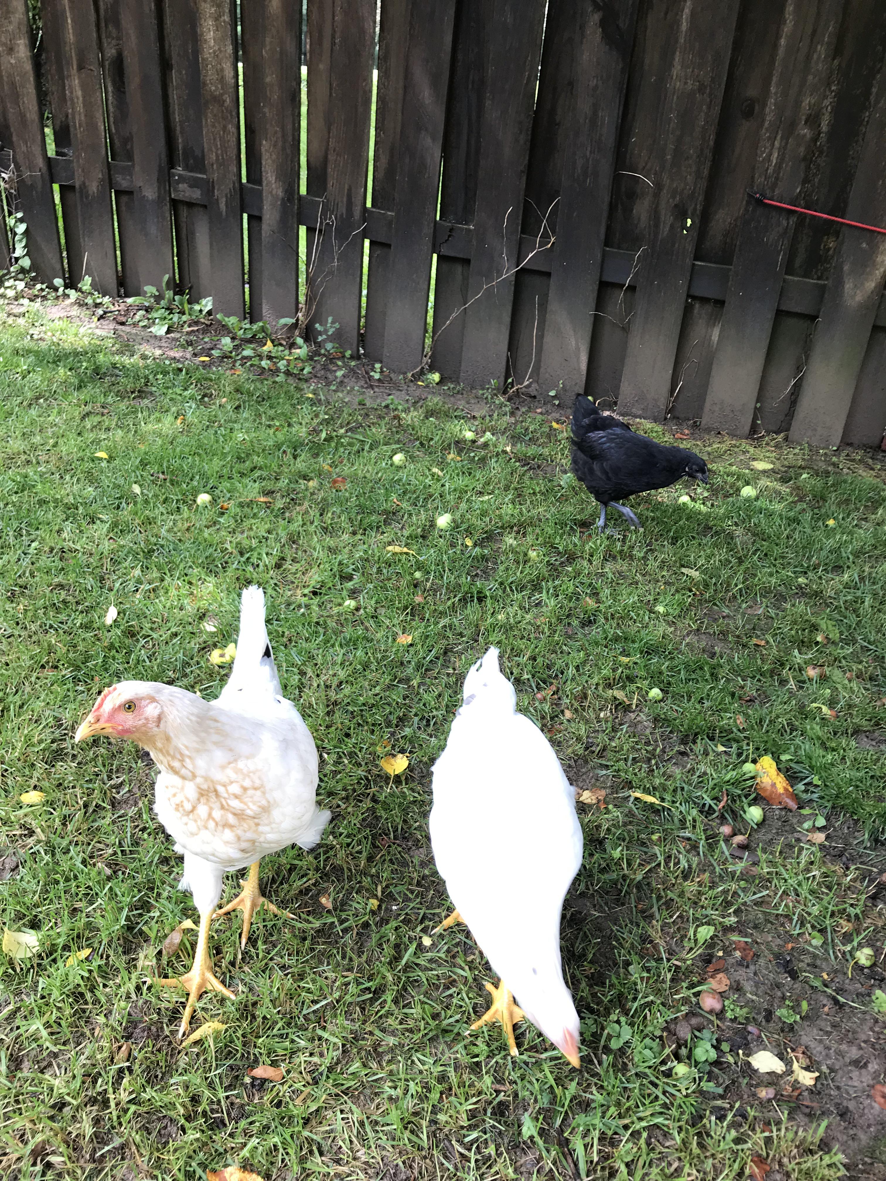 Need help identifying chicken breeds. Pullets purchased from Tractor