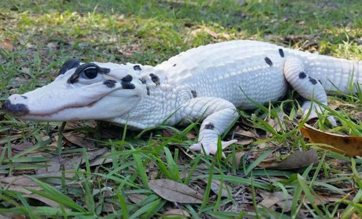 🔥 Rare Piebald Alligator r/NatureIsFuckingLit