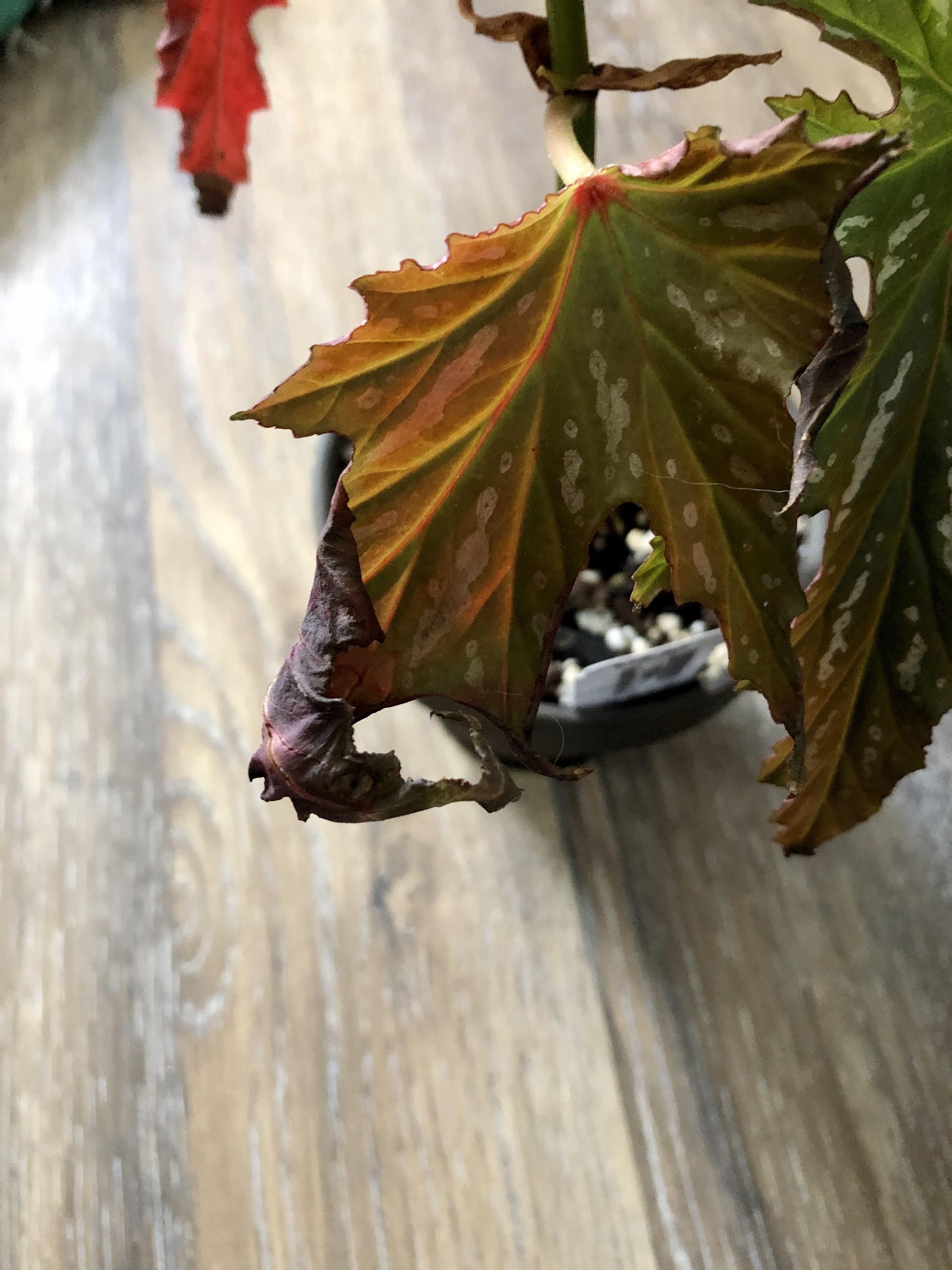 Can anyone help me identify what’s causing the leaves to curl up and