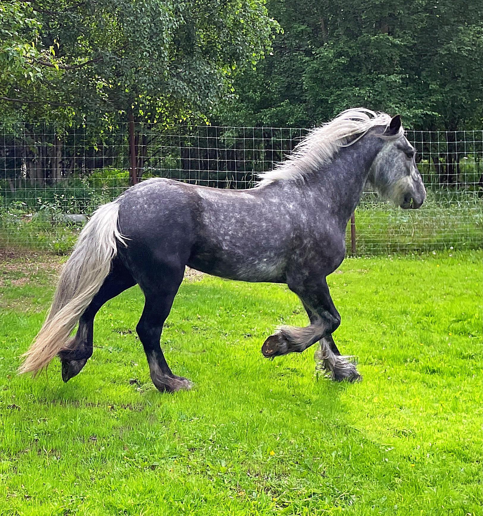 Dales Pony r/Horses