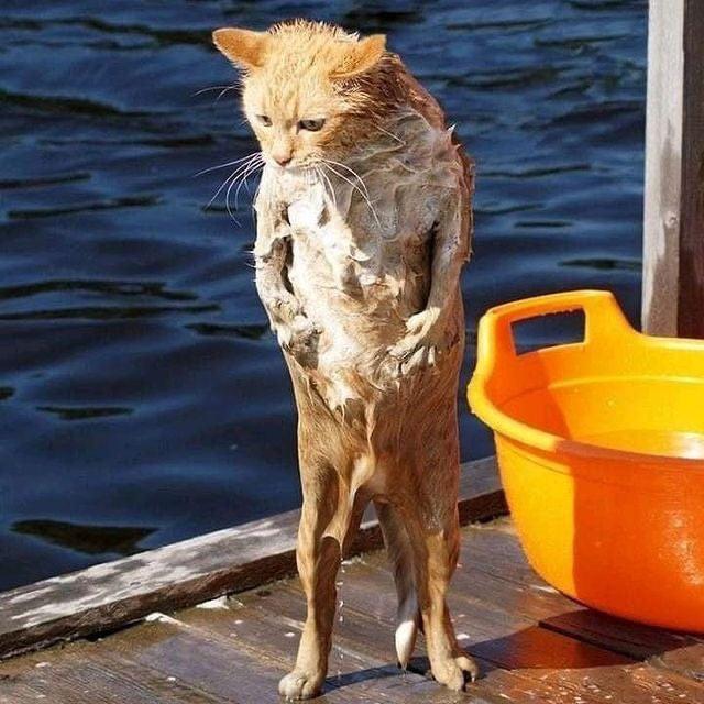 Cat giving itself a bath AnimalsBeingGeniuses