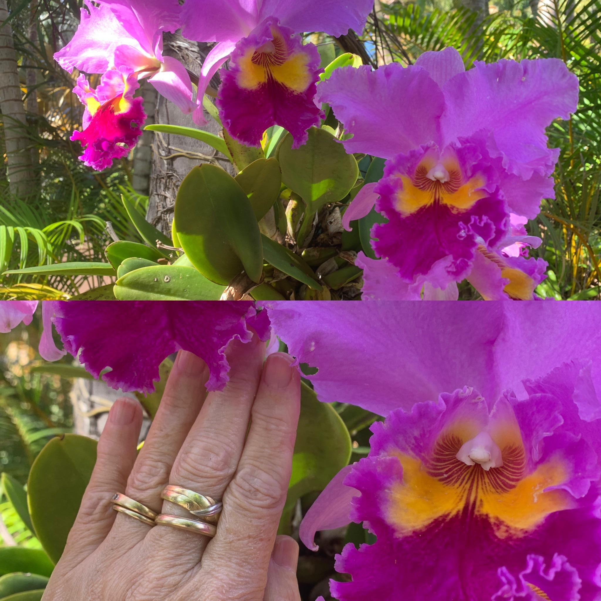 Look at the size of these orchids! Allerton Gardens, Kauai r/gardening