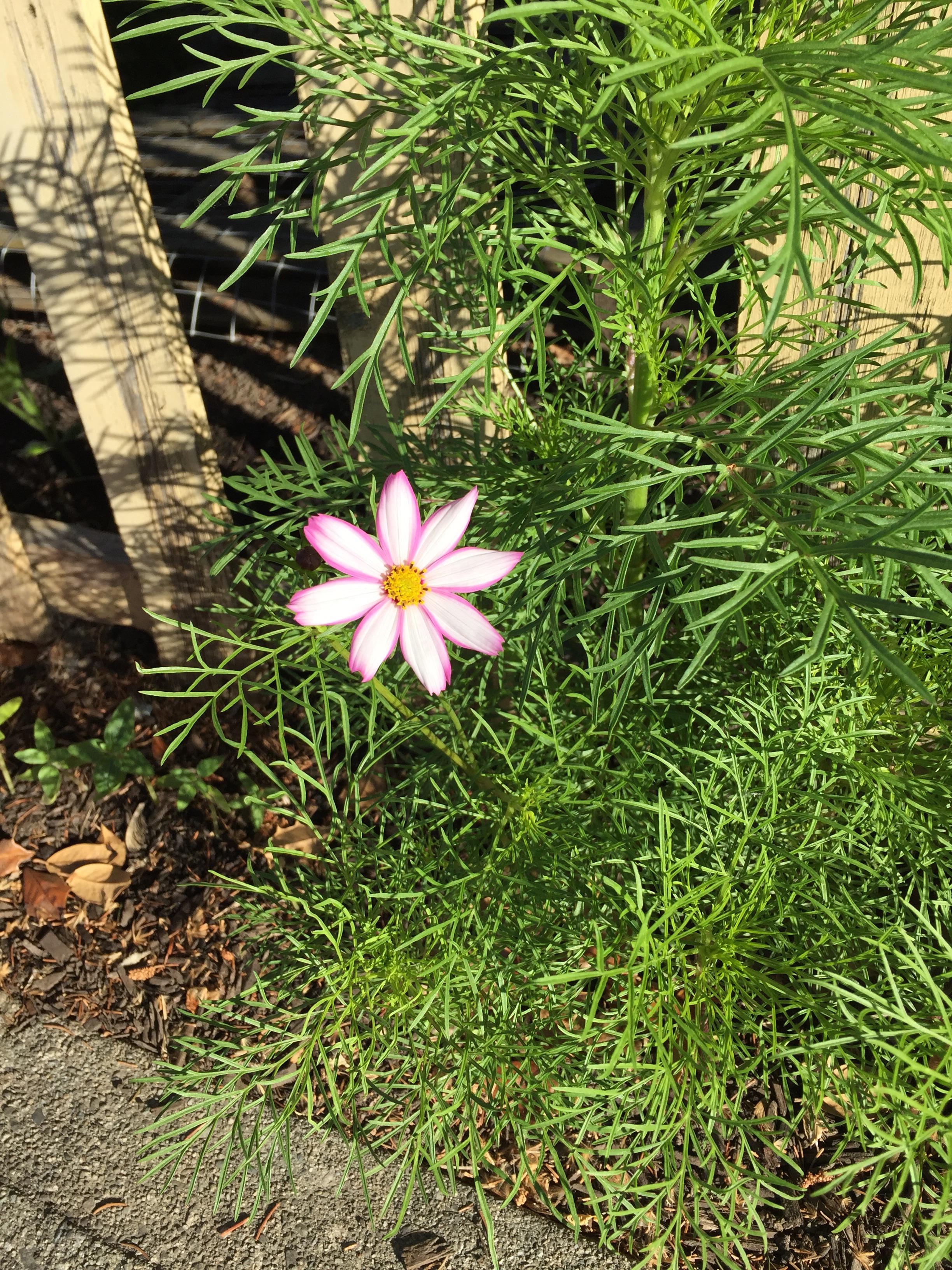 My Cosmos started to bloom! r/gardening