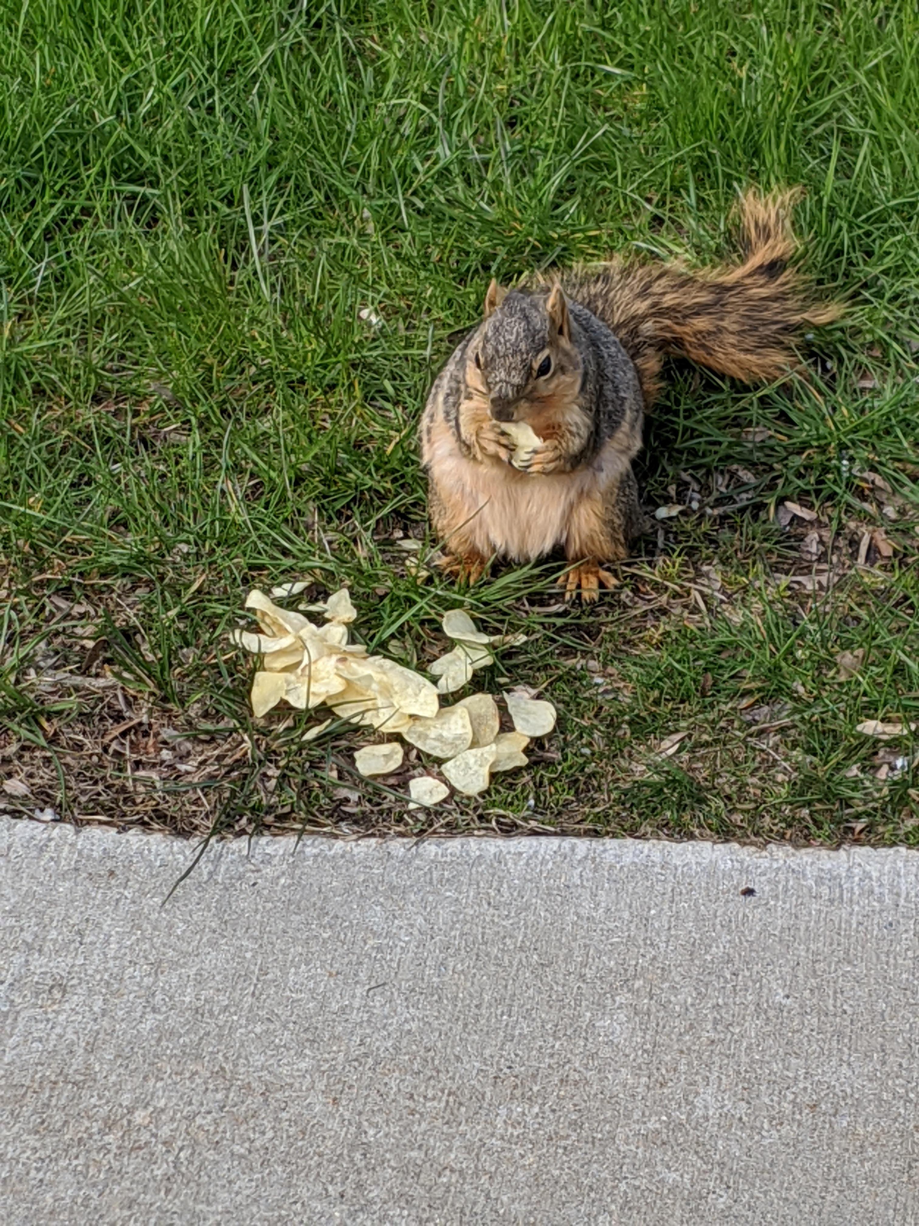I saw this squirrel enjoying some potato chips r/MadeMeSmile