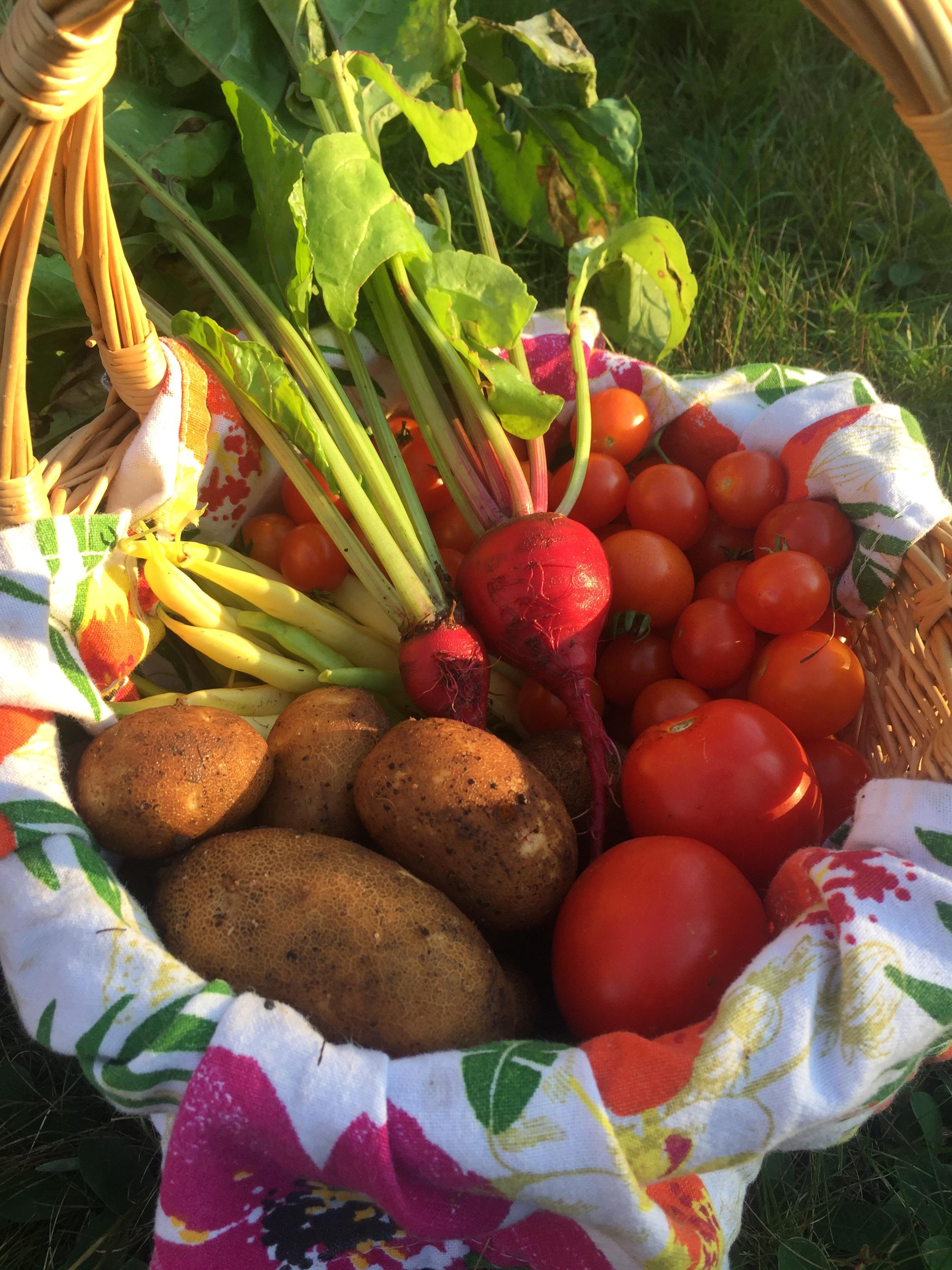 Some successes I finally grew a beet! First time growing potatoes and