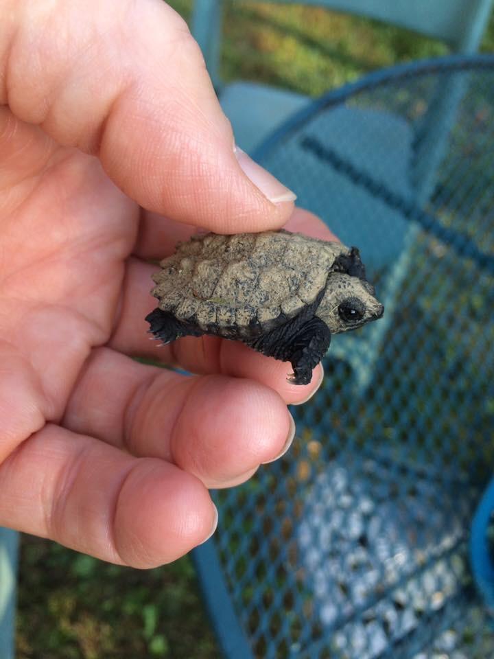 Baby snapping turtles sure are adorable. r/aww
