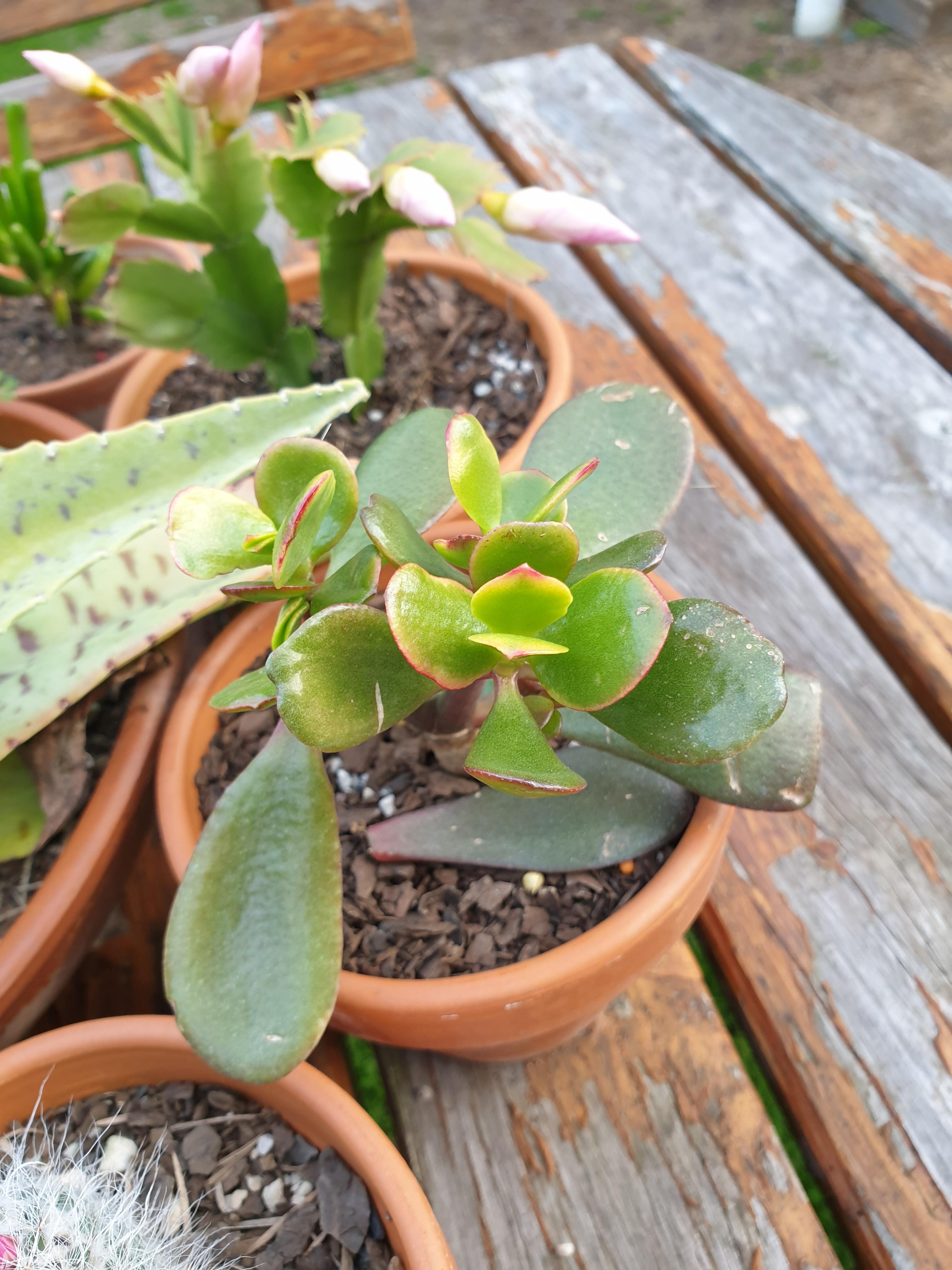 Are my succulents getting too much sun? r/succulents