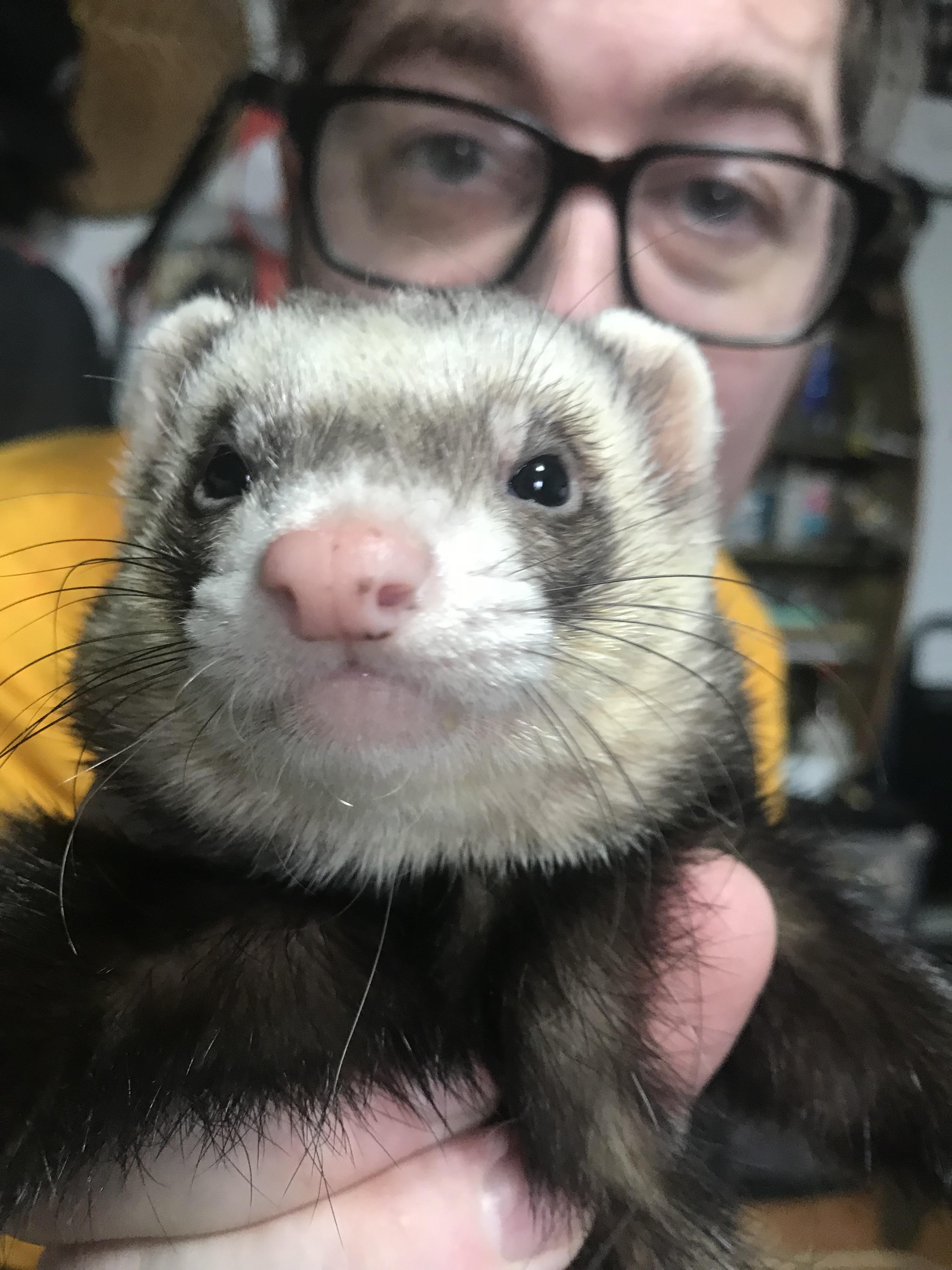 Babyjoe r/ferrets