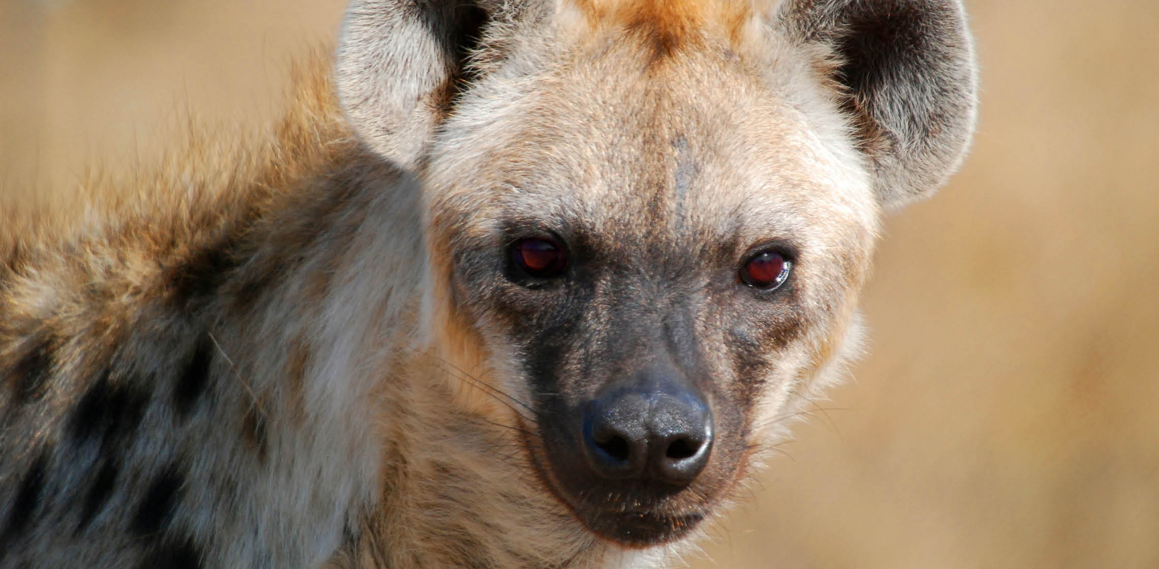 Hi! Does anyone know why does this hyena have red eyes? r/hyenas