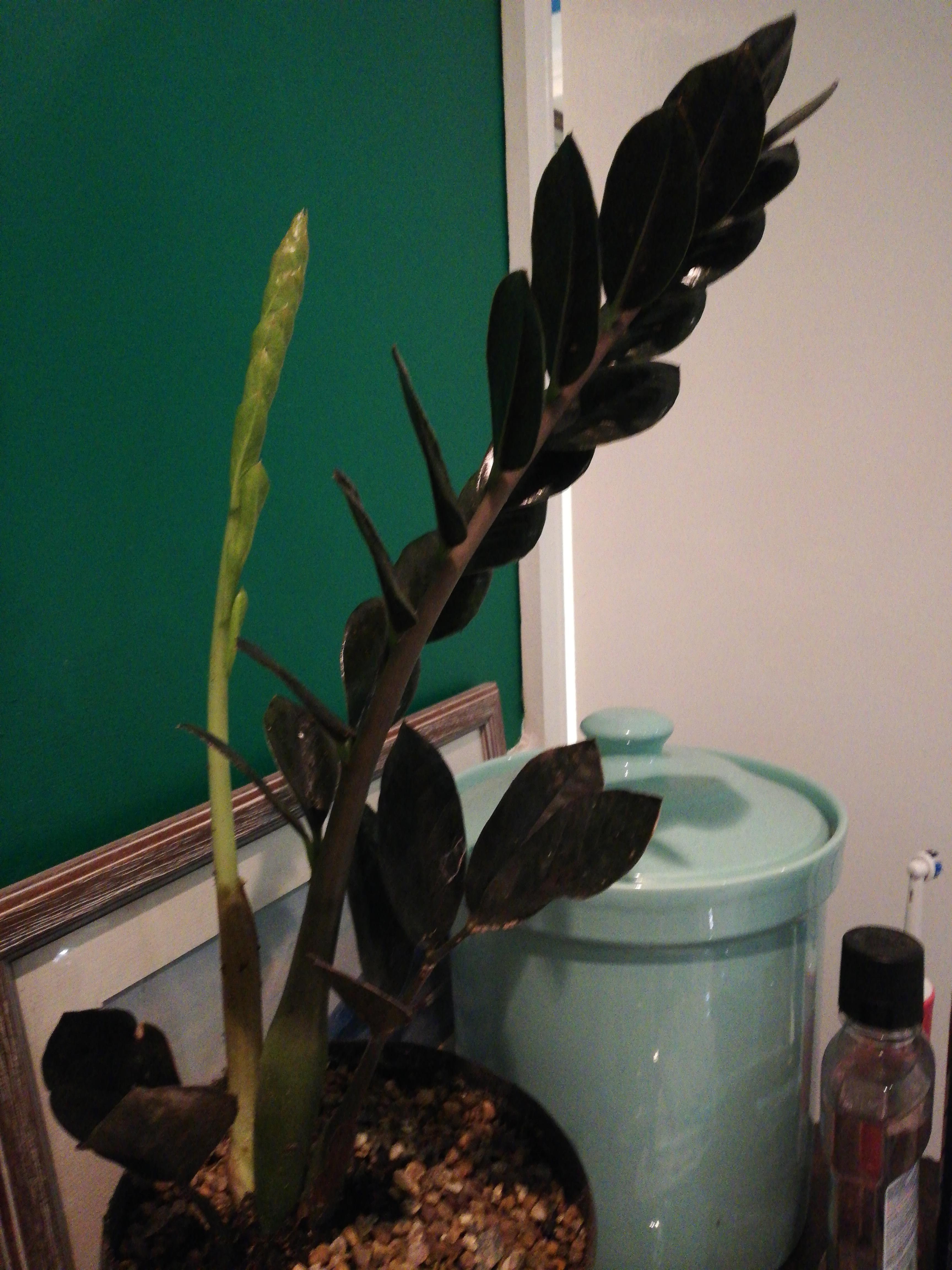 My zz plant is going black, what does this mean, am I over watering or