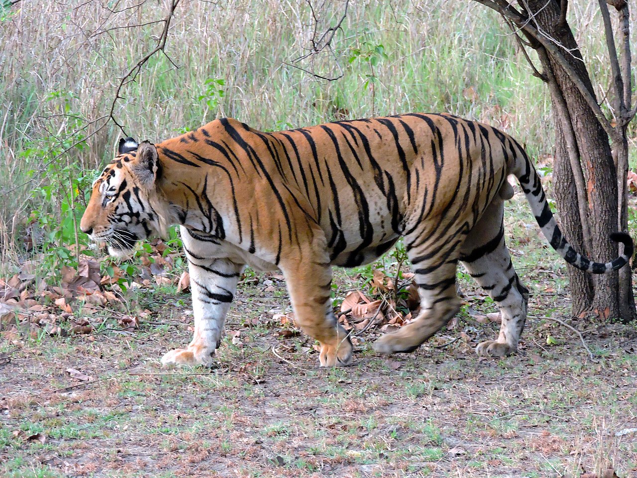 Solid male Bengal tiger with huge paws in Kanha National Park. pics