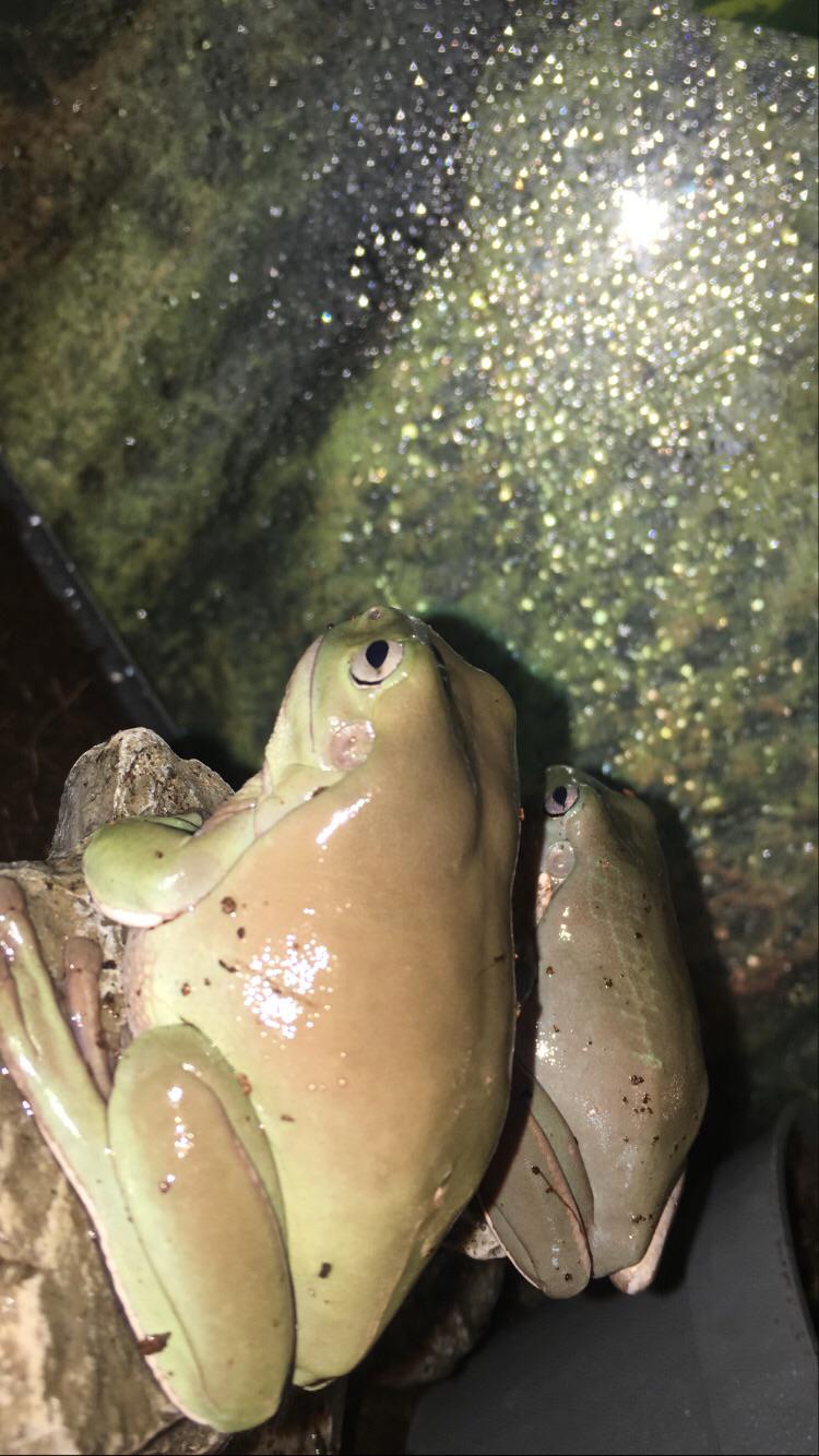 I have severe anxiety and depression and looking after these guys really helps I love them so