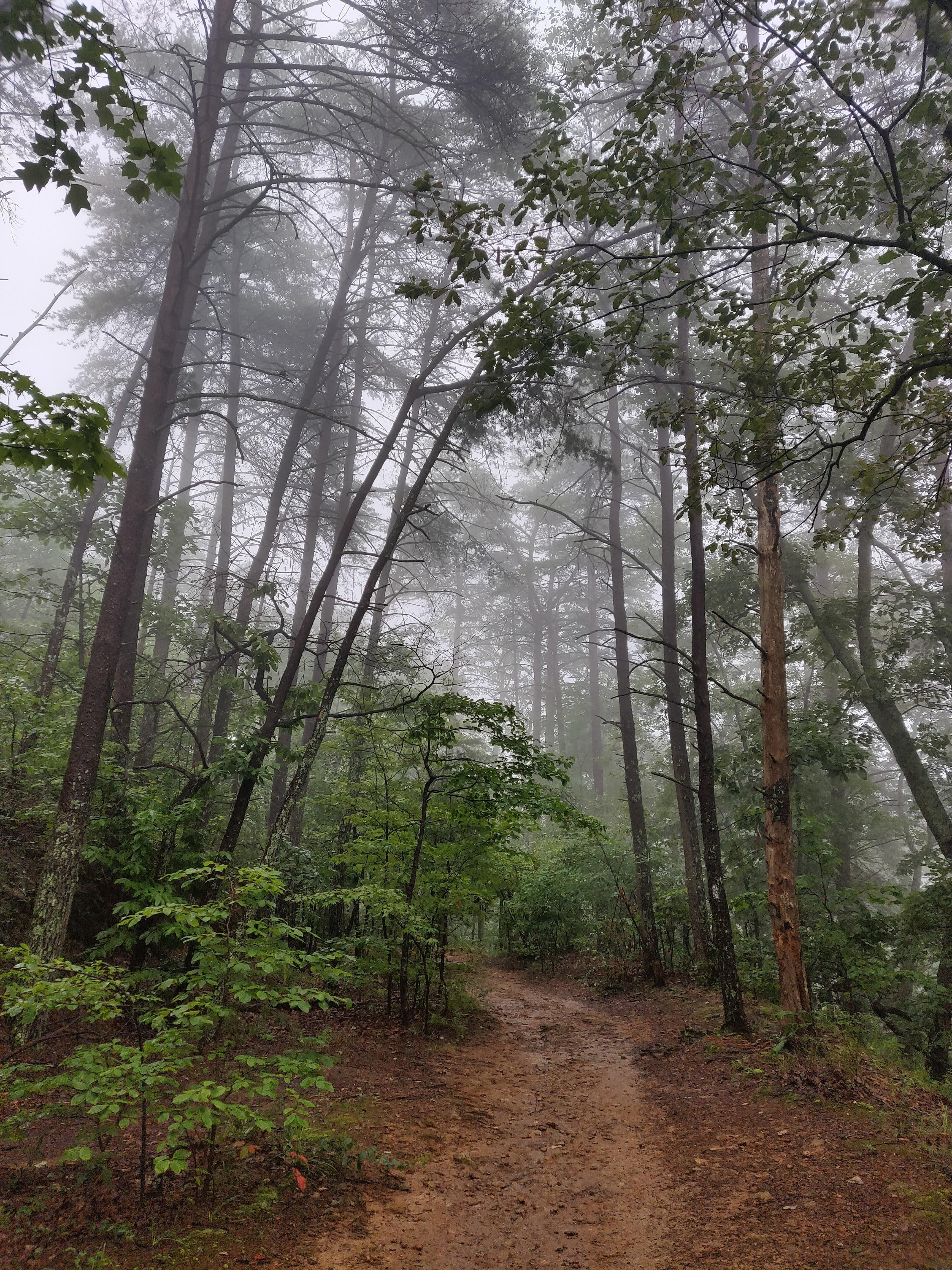 Trail running right after a storm on Paris Mountain, Greenville SC