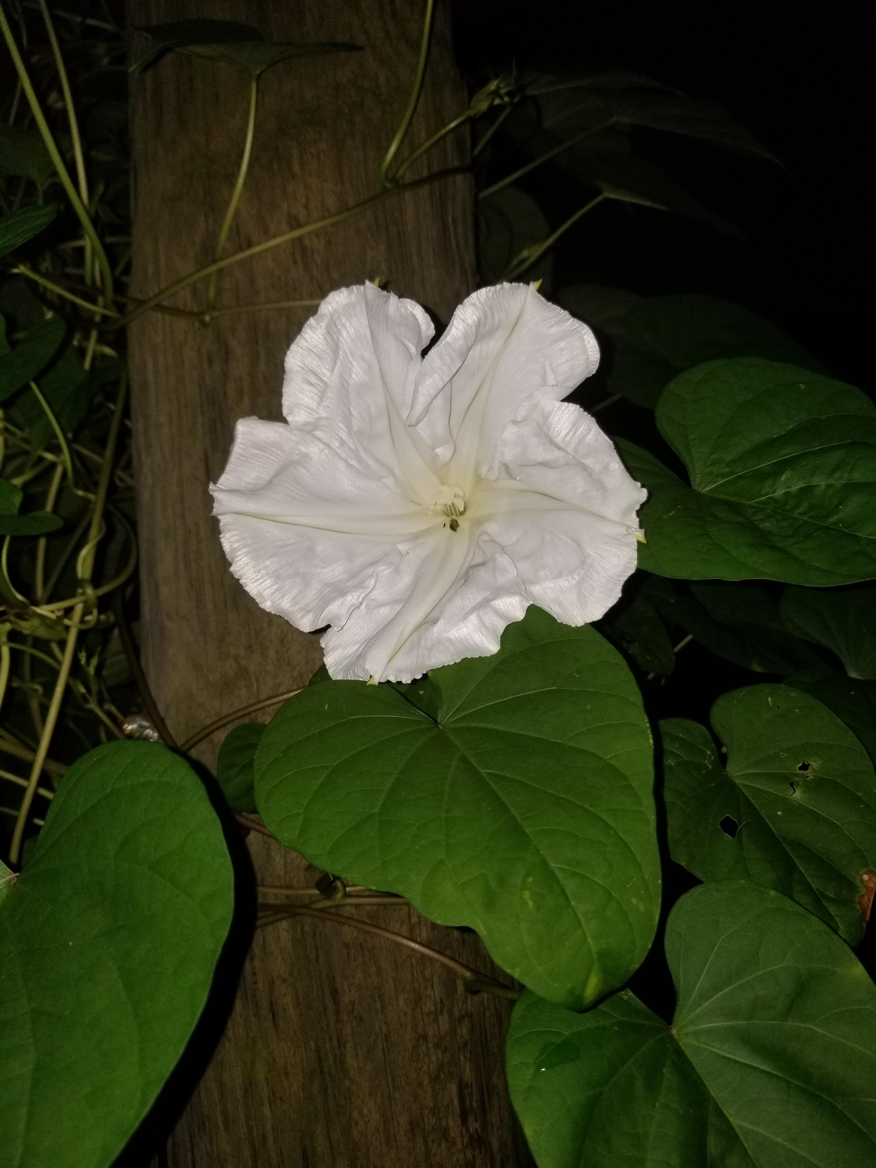 Last nights Moon Flower bloom r/pics