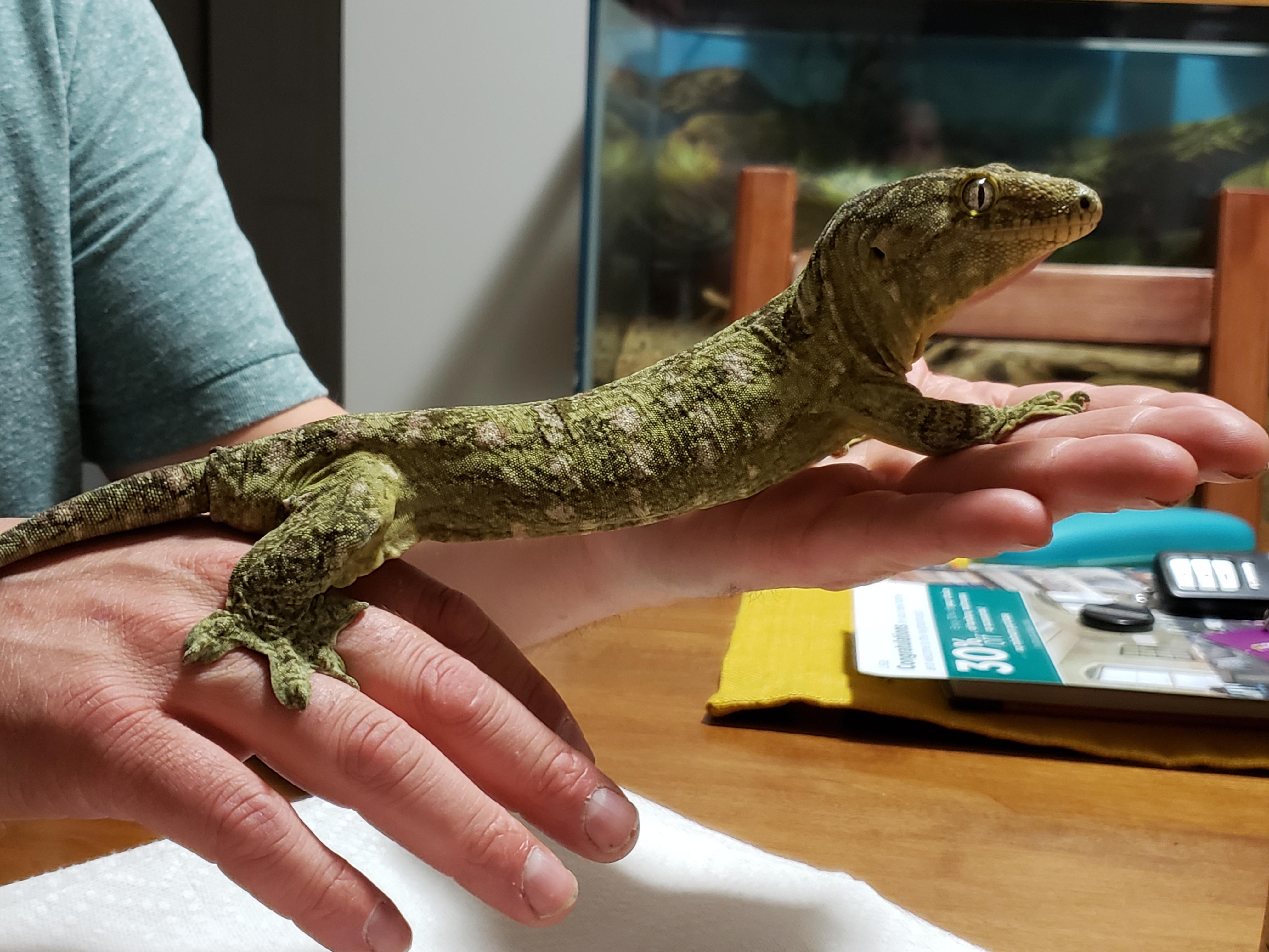 Milton being a good leachie. geckos
