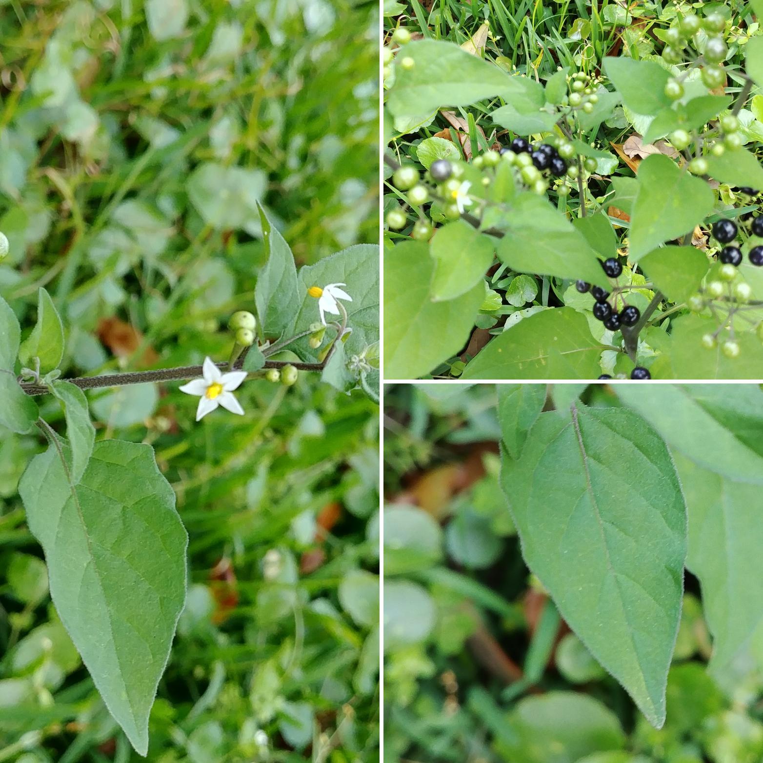 What is this? New Orleans zone 9b, about 2 ft tall growing as a weed in