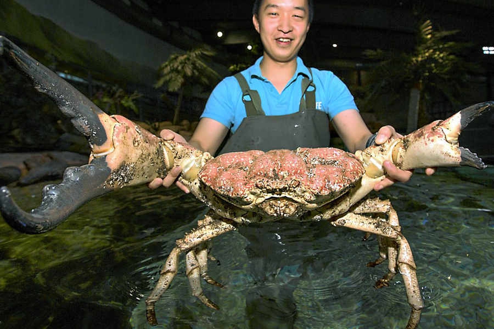 Tasmanian Giant Crab Meat